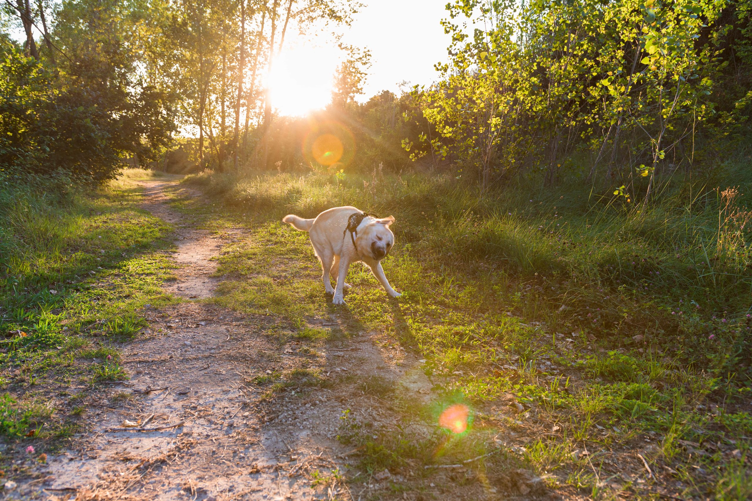 dog-shaking-in-a-forest-at-sunset-2023-11-27-04-49-12-utc-min