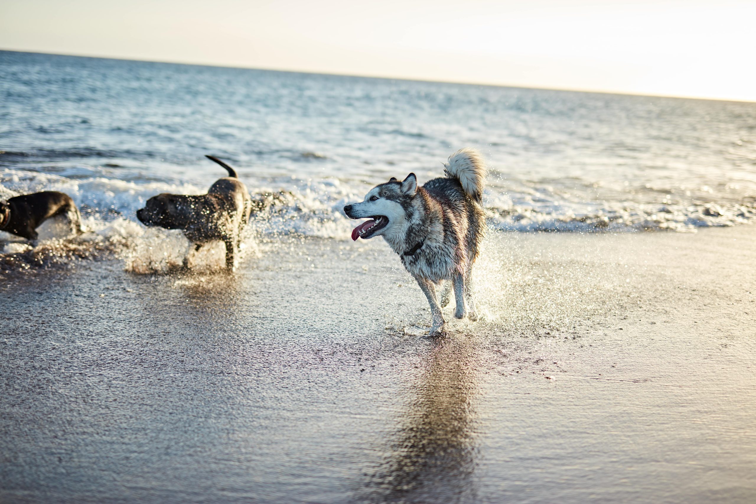 dogs-running-near-waving-sea-2023-11-27-05-18-50-utc-min