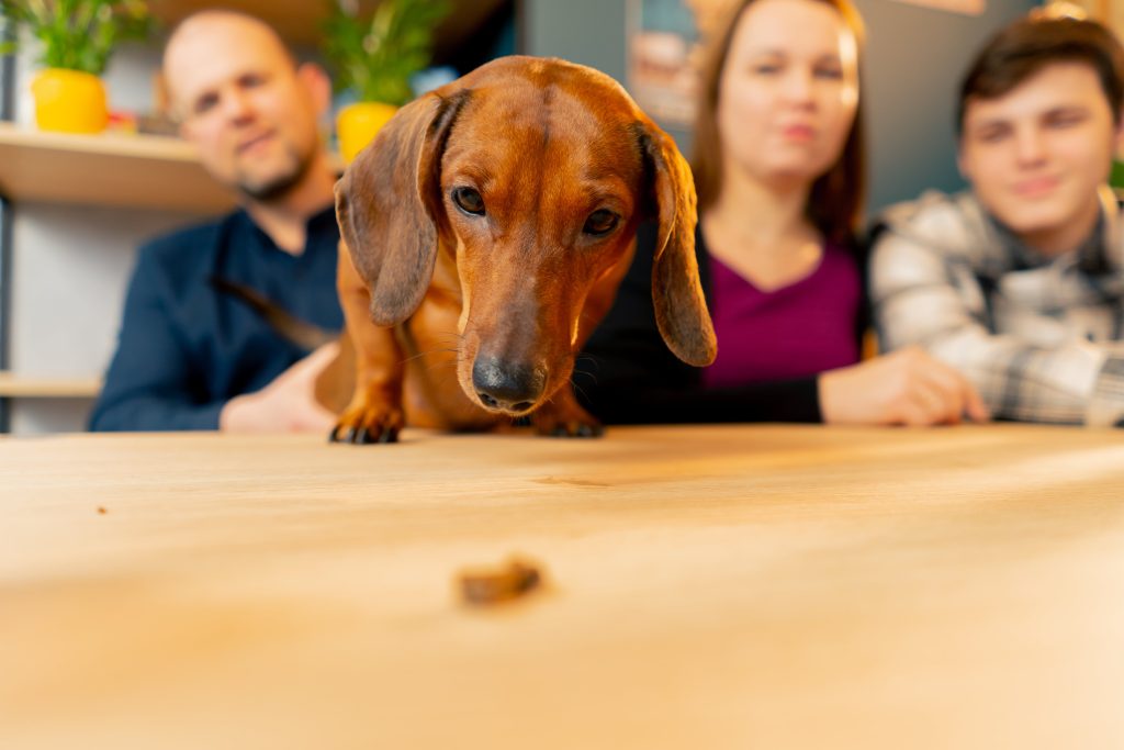 family photo with a small dachshund on the table i 2024 02 07 20 29 59 utc min