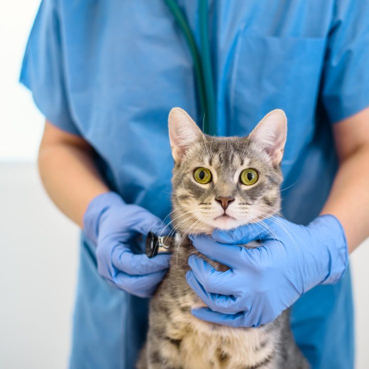 female veterinarian doctor is examining a cat with 2023 11 27 04 59 55 utc min scaled