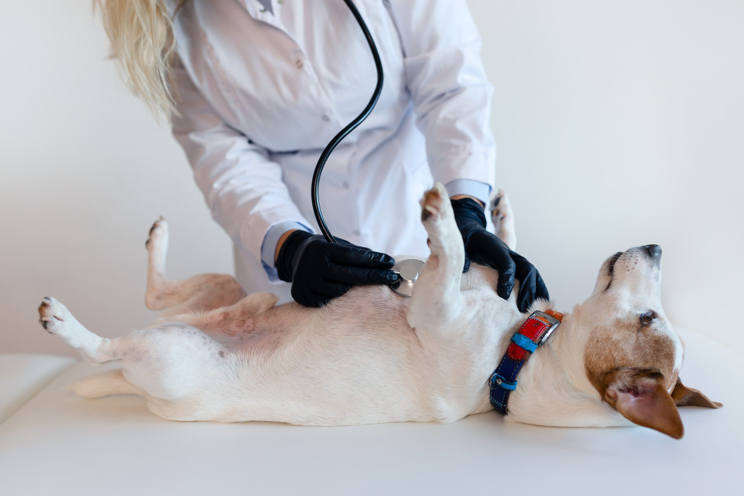 female-veterinarian-with-the-help-of-a-stethoscope-2023-12-16-01-10-58-utc-min