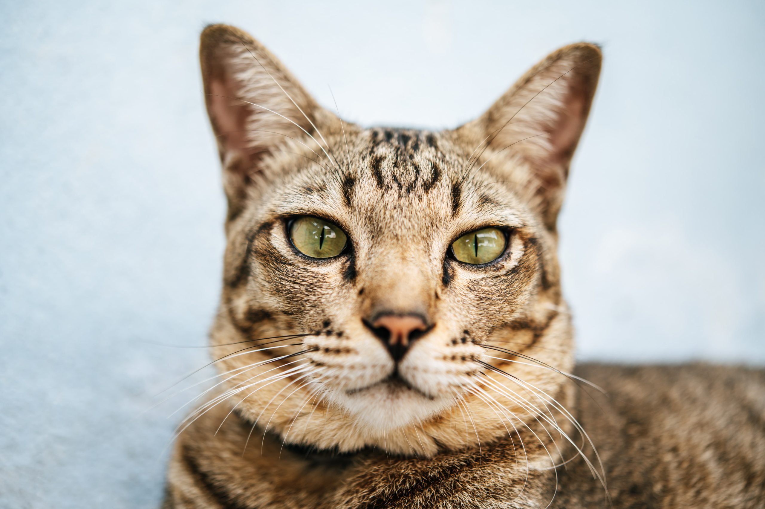 focus-closely-on-the-tabby-eyes-2023-11-27-05-32-12-utc-min