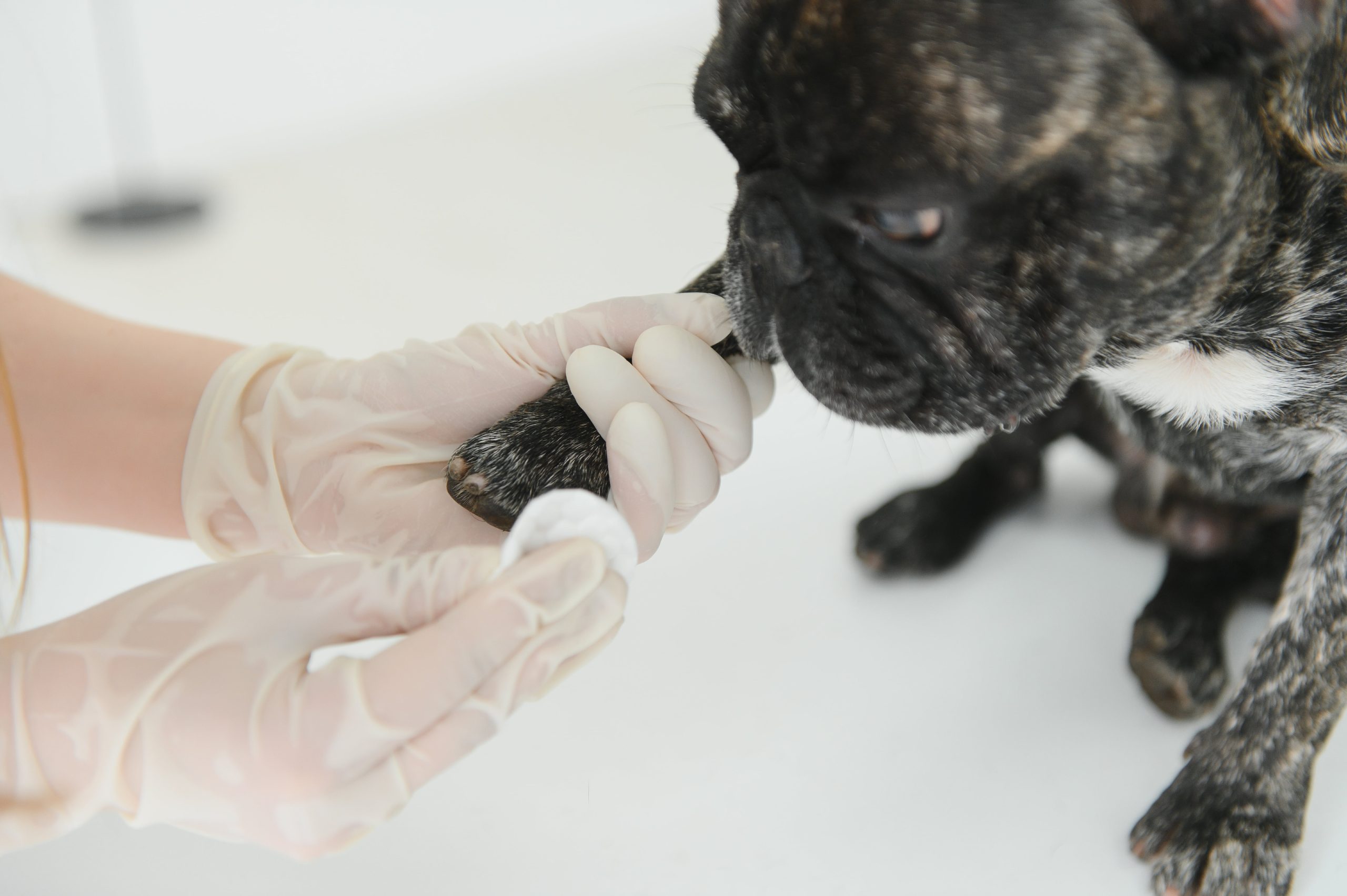 french-bulldog-in-a-veterinary-clinic-veterinary-2023-11-27-04-59-02-utc-min