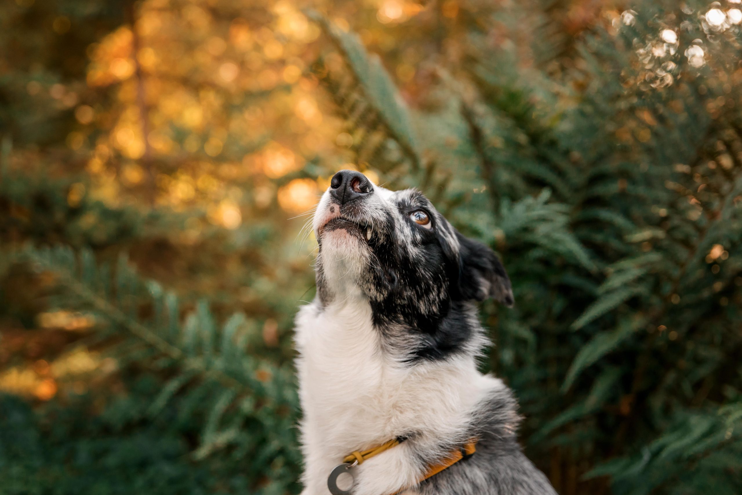 funny-loved-border-collie-dog-lookig-2023-11-27-05-29-53-utc-min