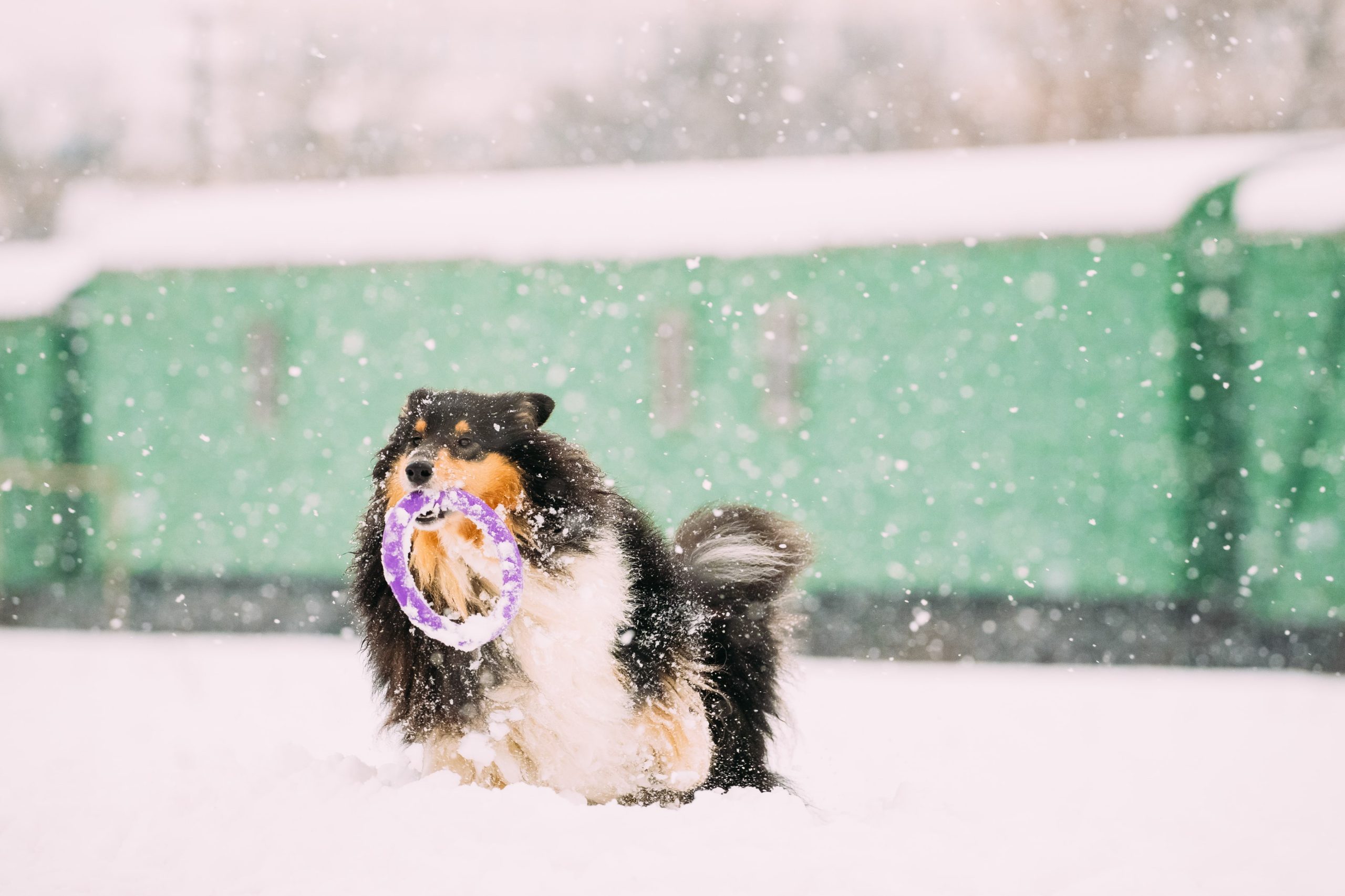 funny-young-shetland-sheepdog-sheltie-collie-pla-2023-11-27-05-32-14-utc-min