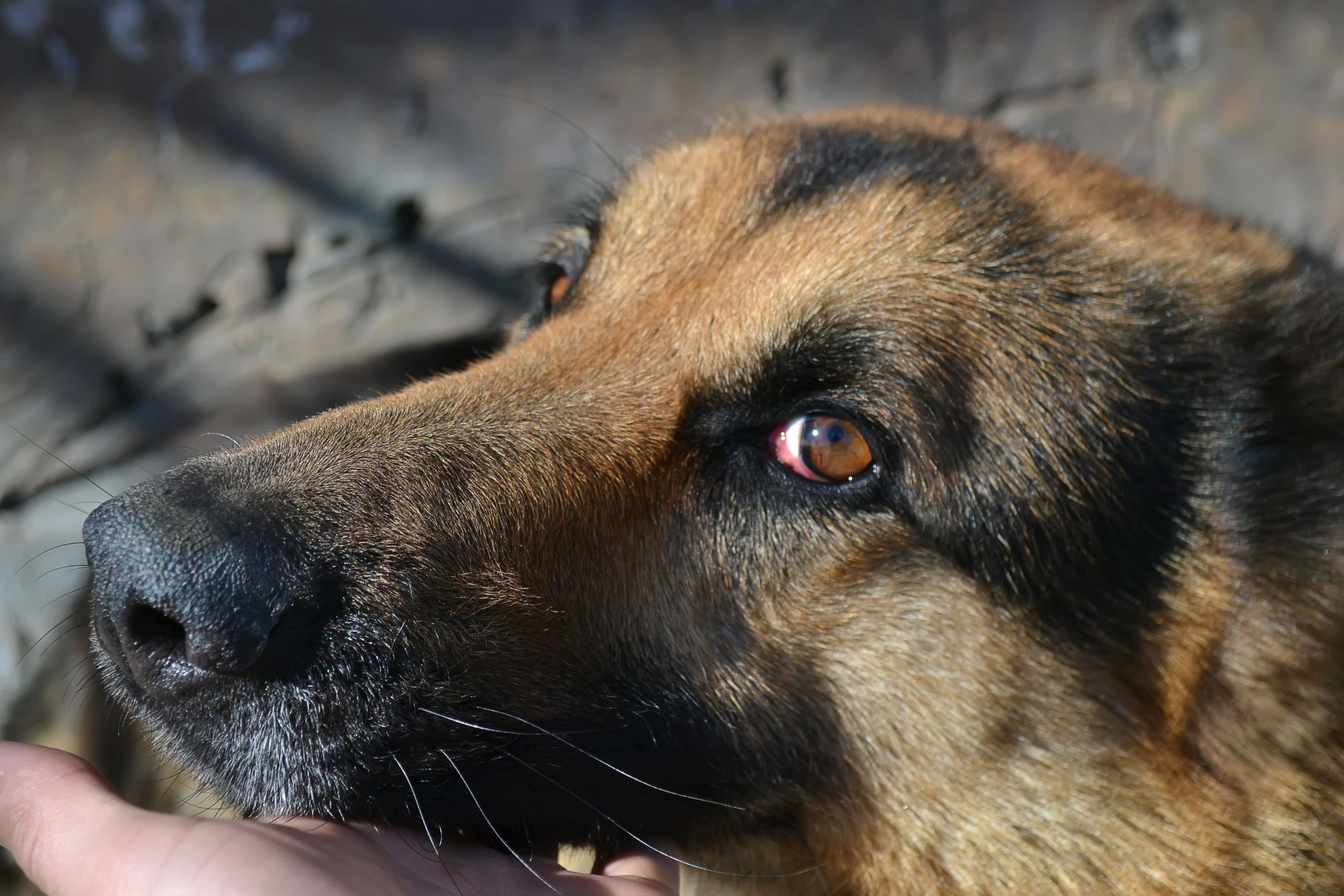 german-shepherd-dog-on-the-forest-2023-11-27-05-21-59-utc-min