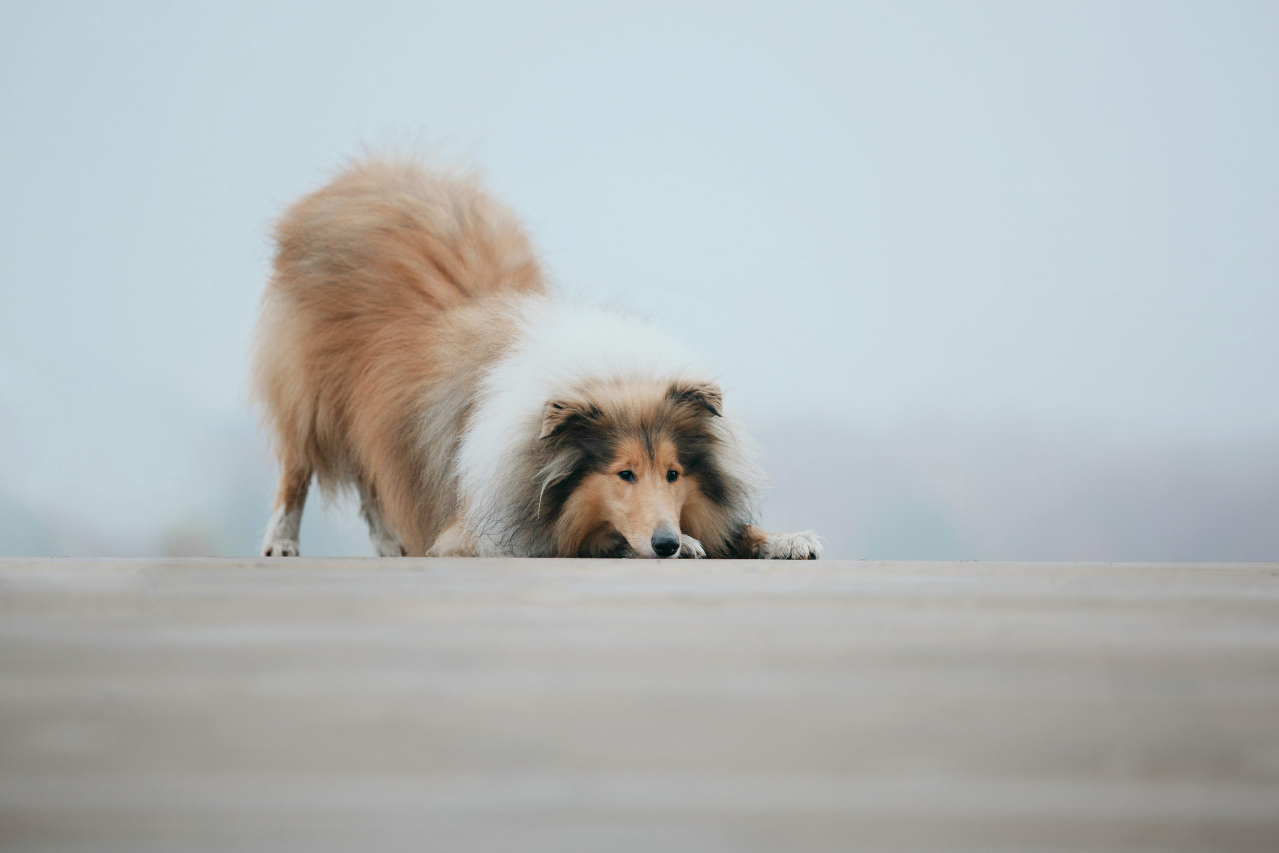 ginger-orange-rough-collie-dog-portrait-autumn-be-2023-11-27-04-54-23-utc-min