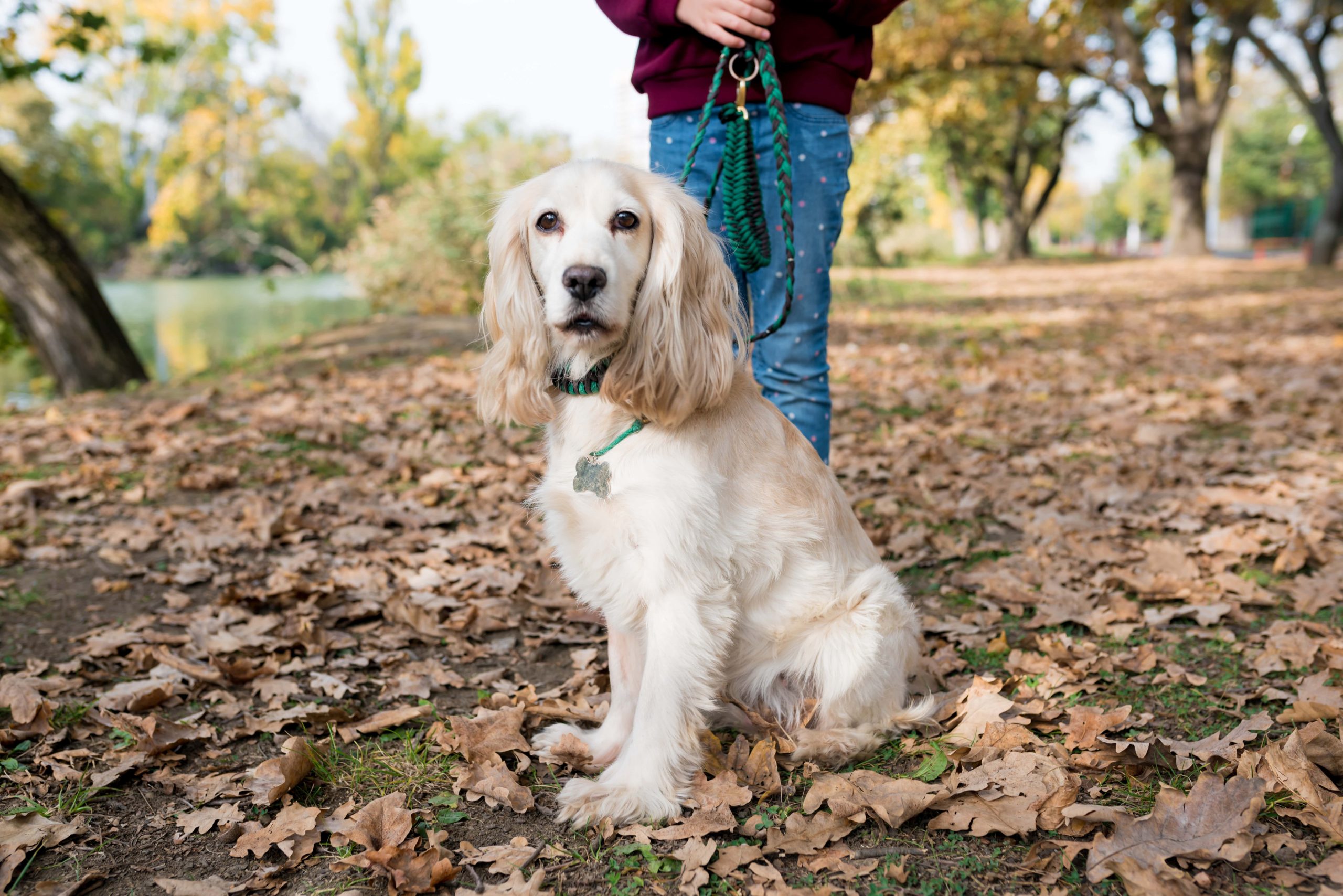 girl-walking-with-dog-english-cocker-spaniel-in-th-2023-11-27-05-26-34-utc-min