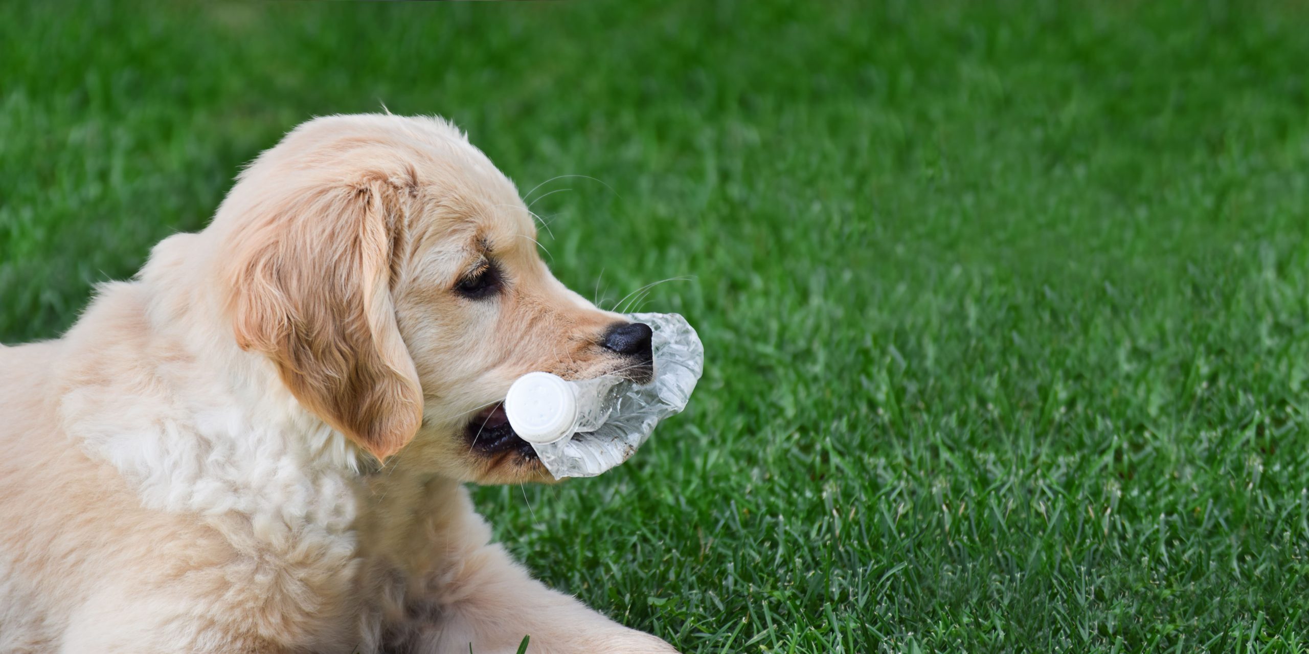 golden-retriever-puppy-on-green-grass-with-plastic-2023-11-27-04-50-28-utc-min