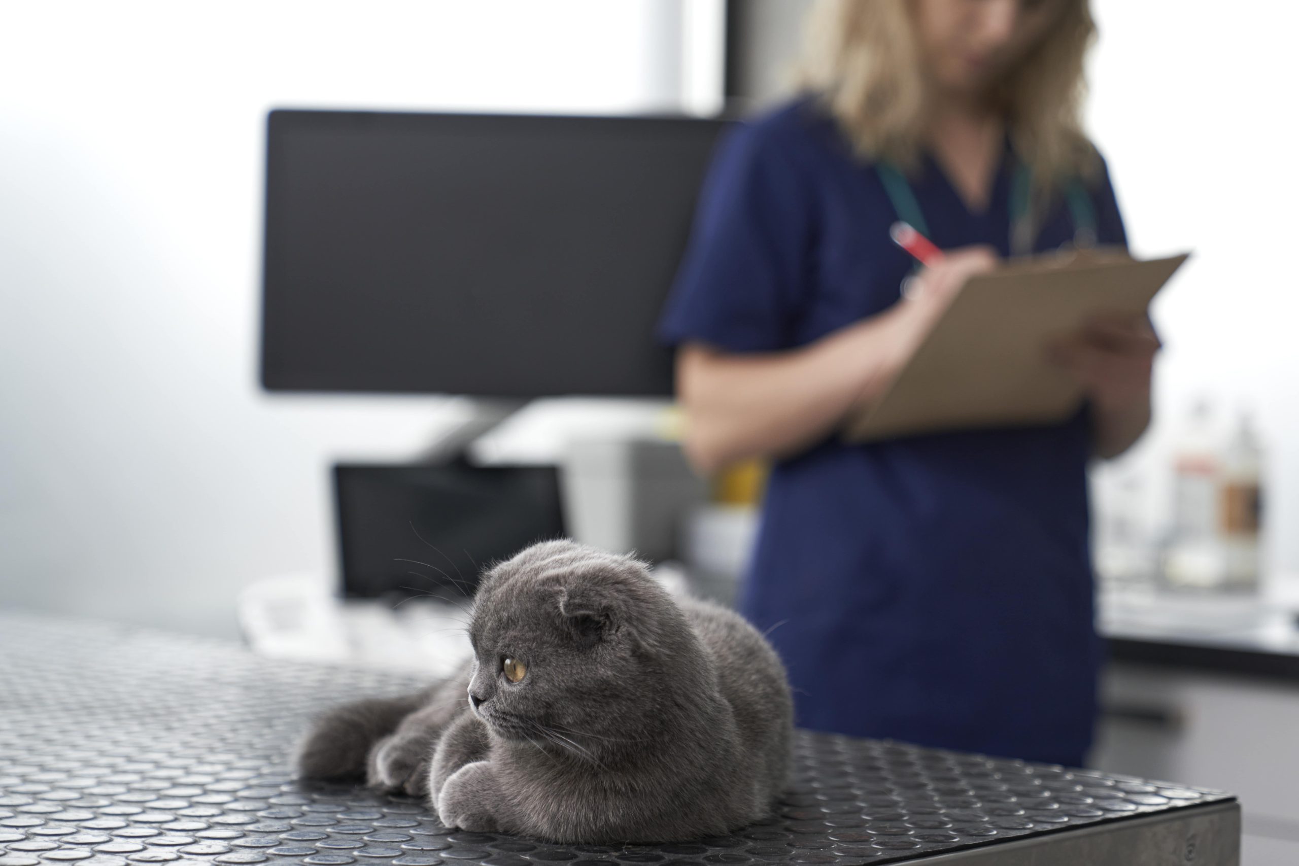 grey-cat-waiting-for-examining-at-the-veterinarian-2023-11-27-05-19-37-utc-min