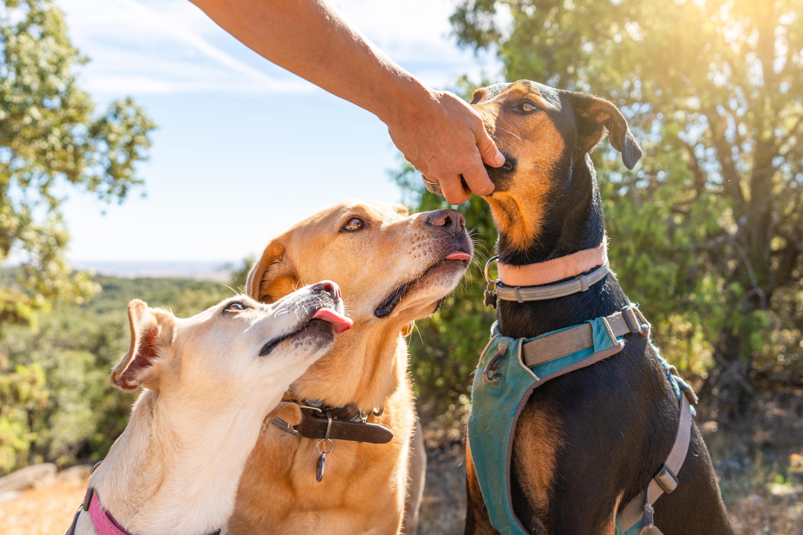 group-of-dogs-eating-from-the-hand-of-their-owner-2023-11-27-05-00-02-utc-min