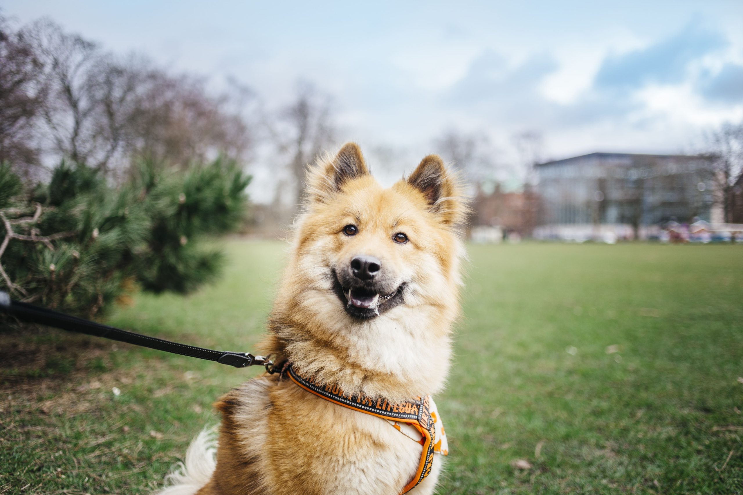 happy-dog-enjoying-a-walk-in-the-park-2024-07-10-22-12-23-utc-min