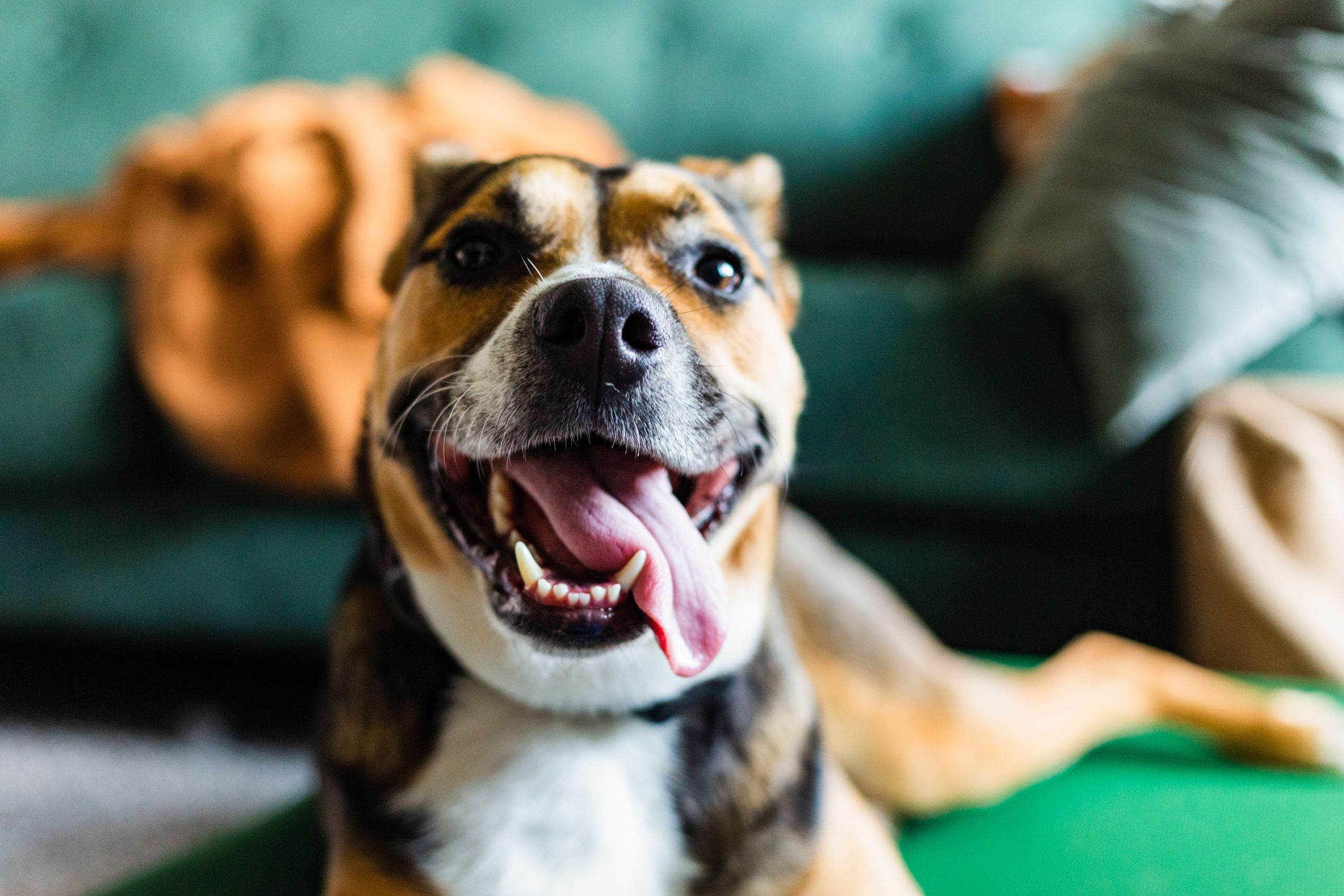 happy-tricolor-bulldog-rescue-pitbull-mutt-looking-2023-11-27-05-34-35-utc-min