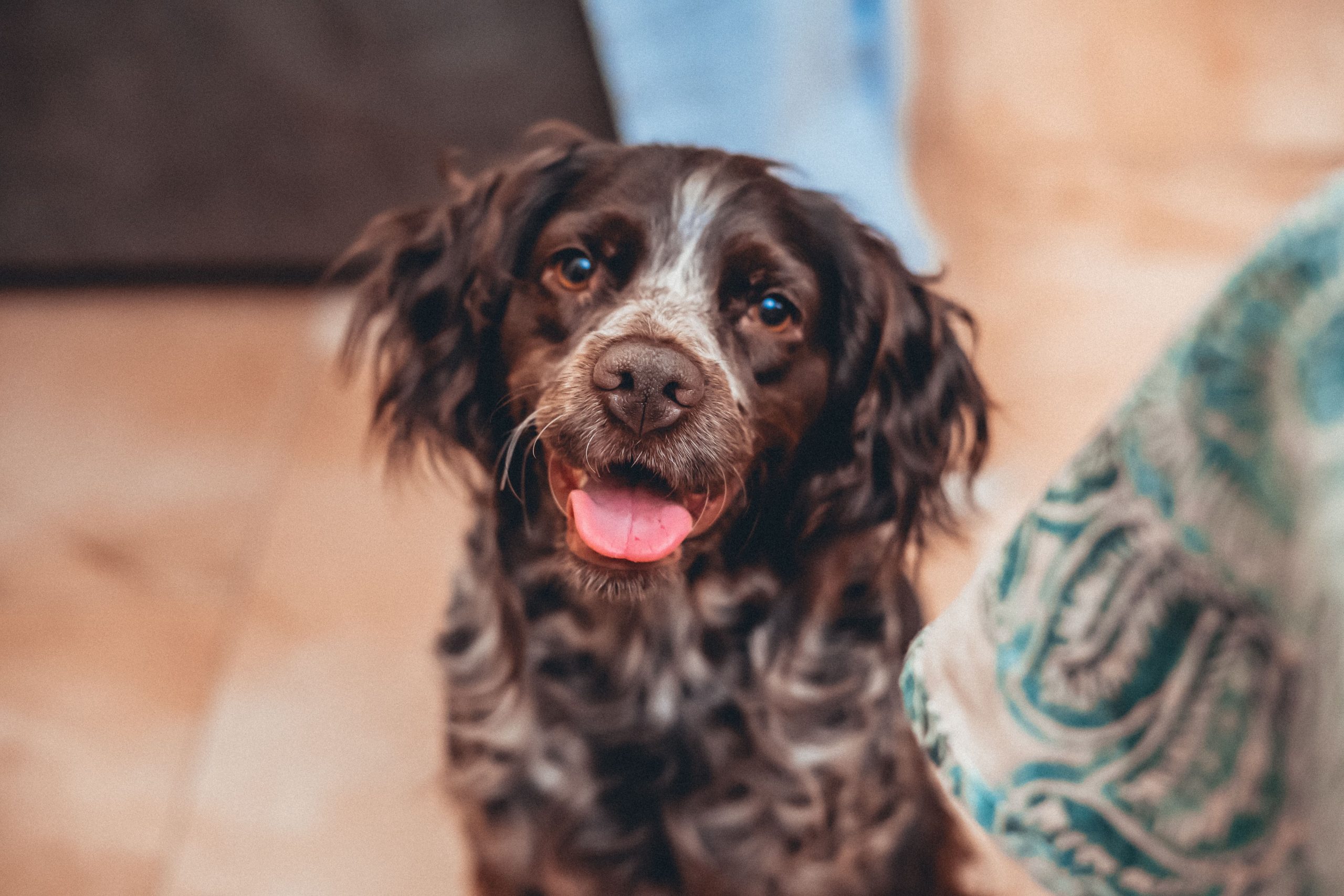 high-angle-shot-of-brown-breton-dog-2023-11-27-05-03-06-utc-min