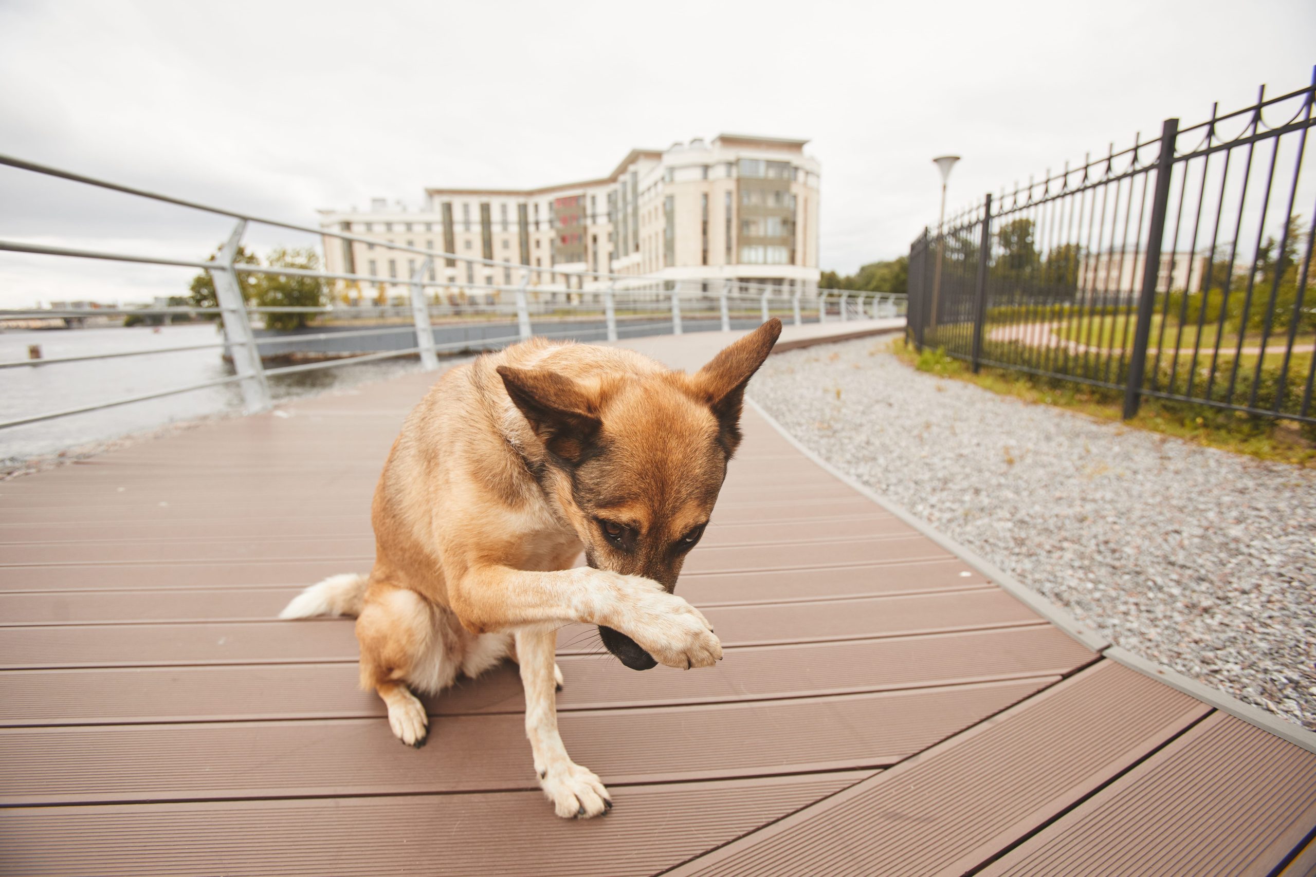 homeless-dog-in-the-city-2023-11-27-05-13-42-utc-min