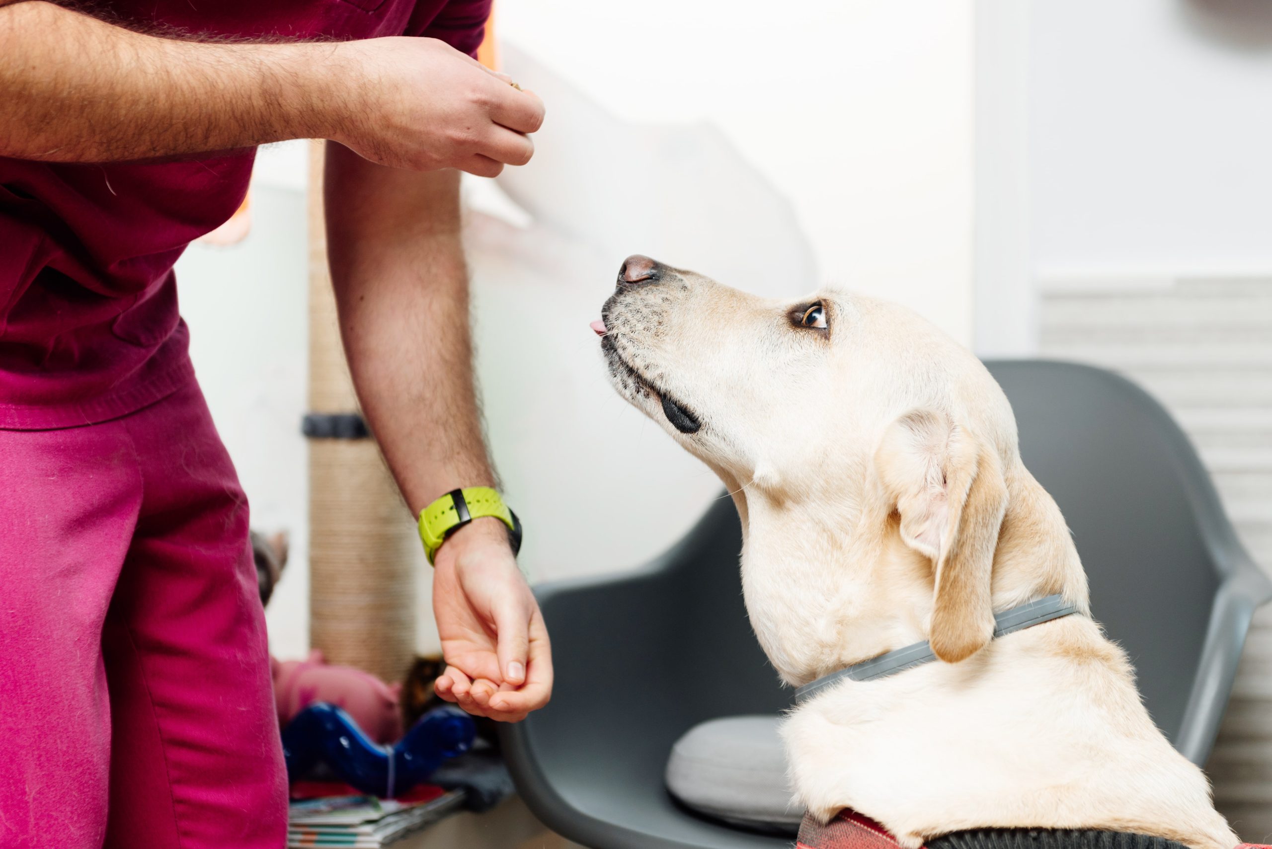 labrador-retriever-breed-dog-2023-11-27-04-55-18-utc-min