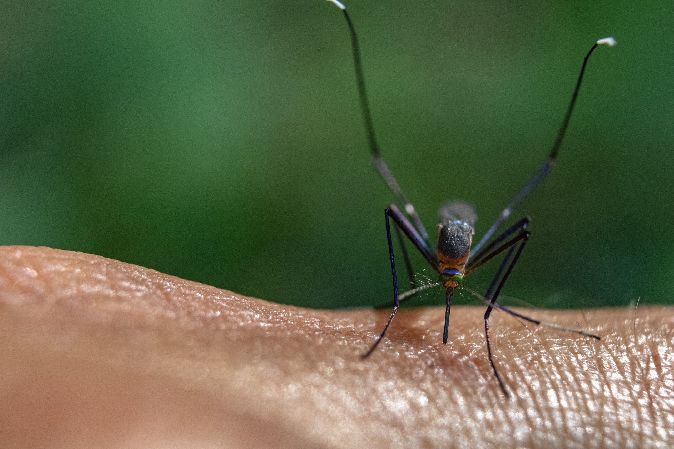 macro-shot-of-a-mosquito-on-a-person-s-hand-2023-11-27-05-21-32-utc-min