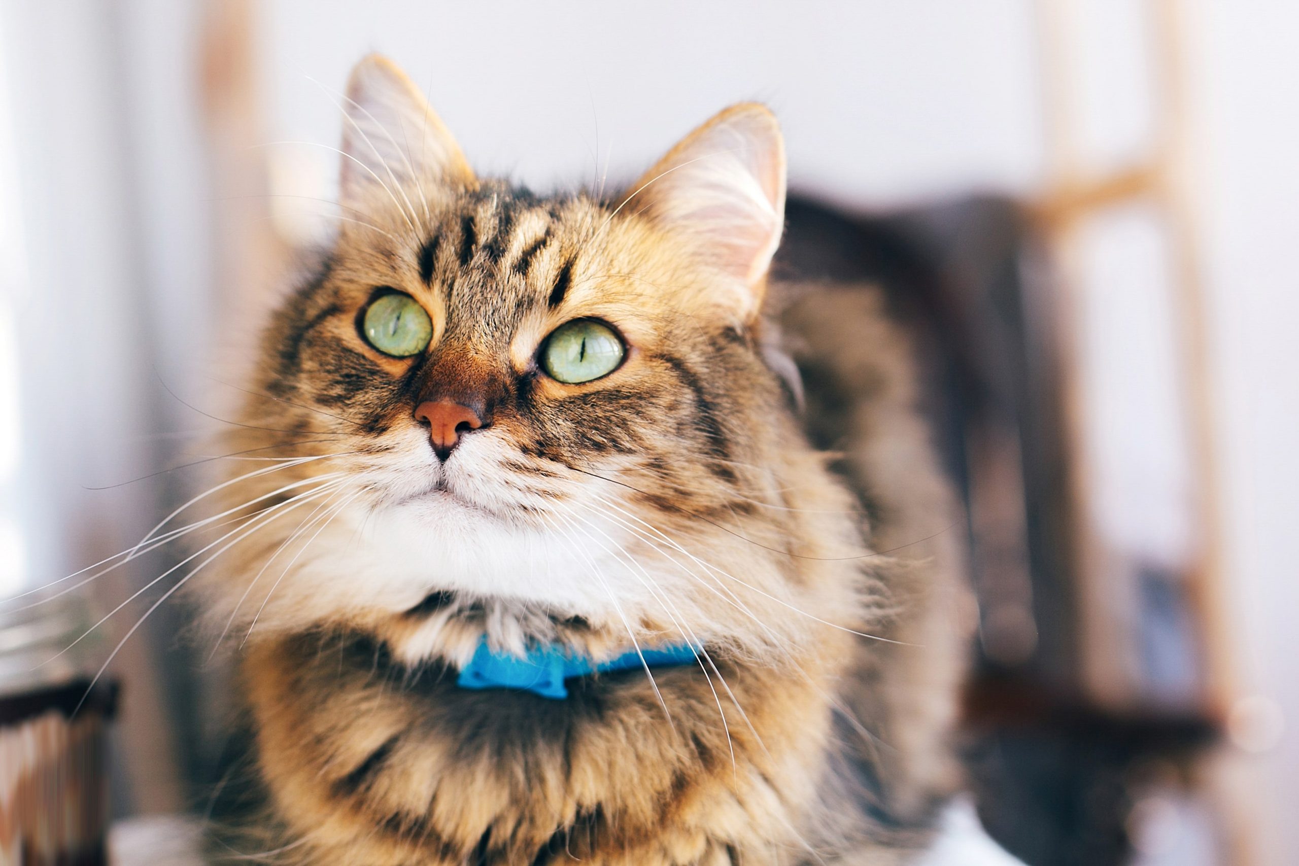 maine-coon-with-funny-emotions-relaxing-indoors-2023-11-27-04-52-12-utc-min