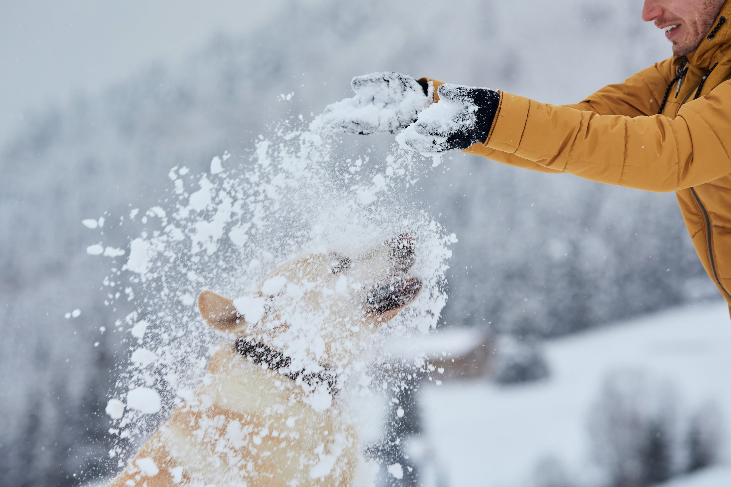 man-with-dog-playing-in-snow-2023-11-27-05-16-48-utc-min