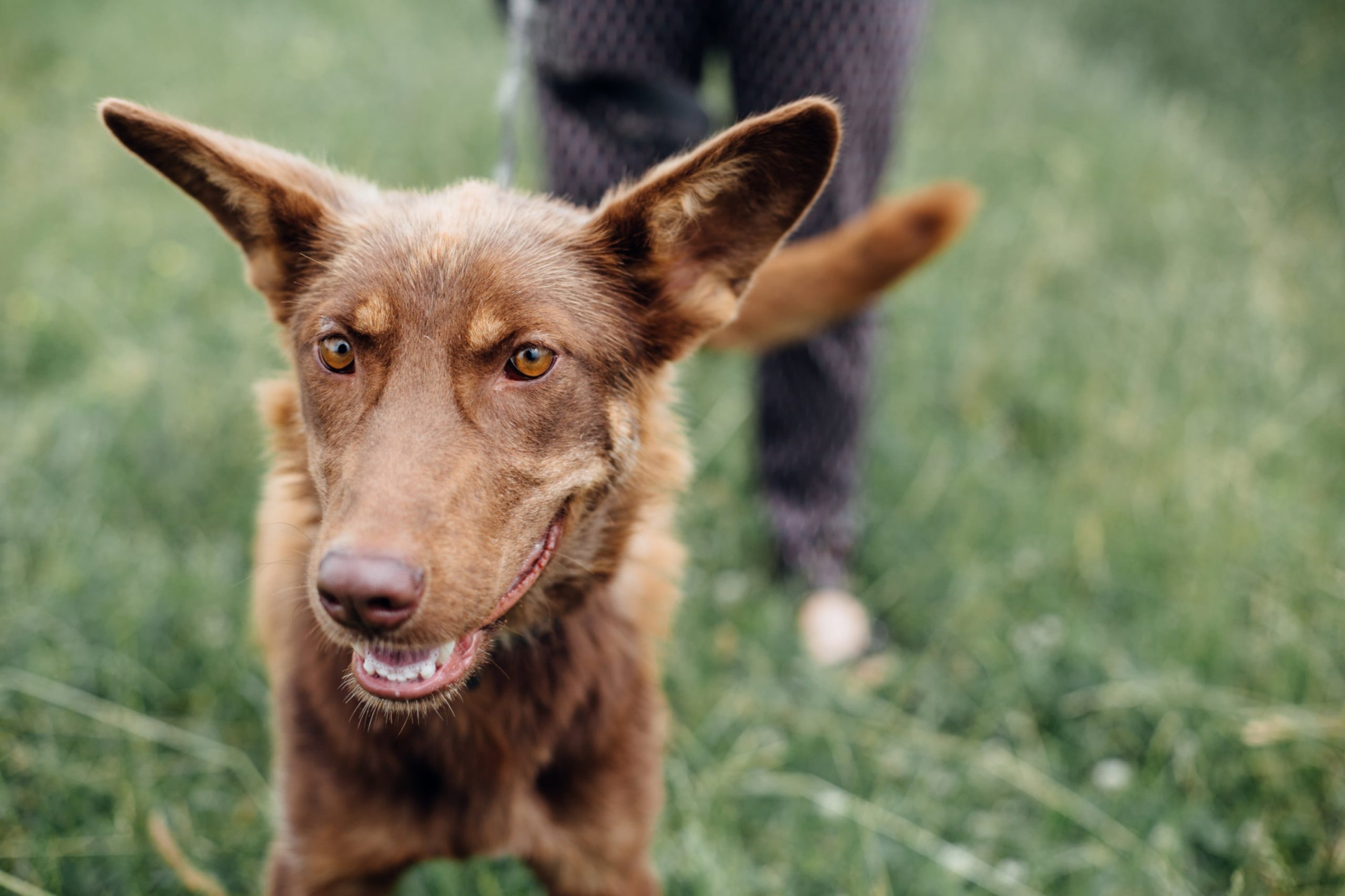 mixed-breed-puppy-with-big-ears-on-a-walk-at-shelt-2023-11-27-05-24-56-utc-min