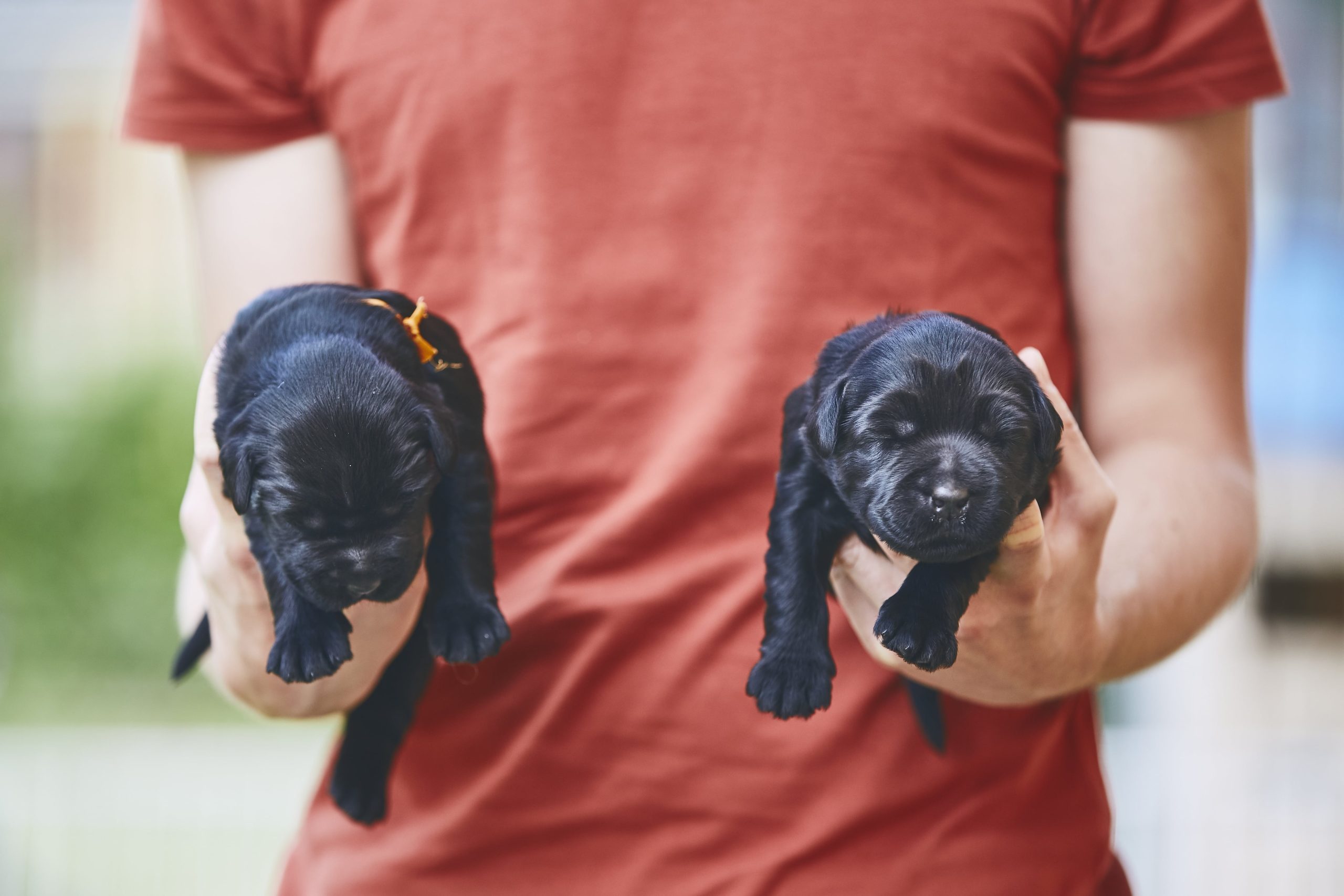 newborns-of-dog-man-carrying-two-puppies-of-pureb-2023-11-27-05-05-58-utc-min