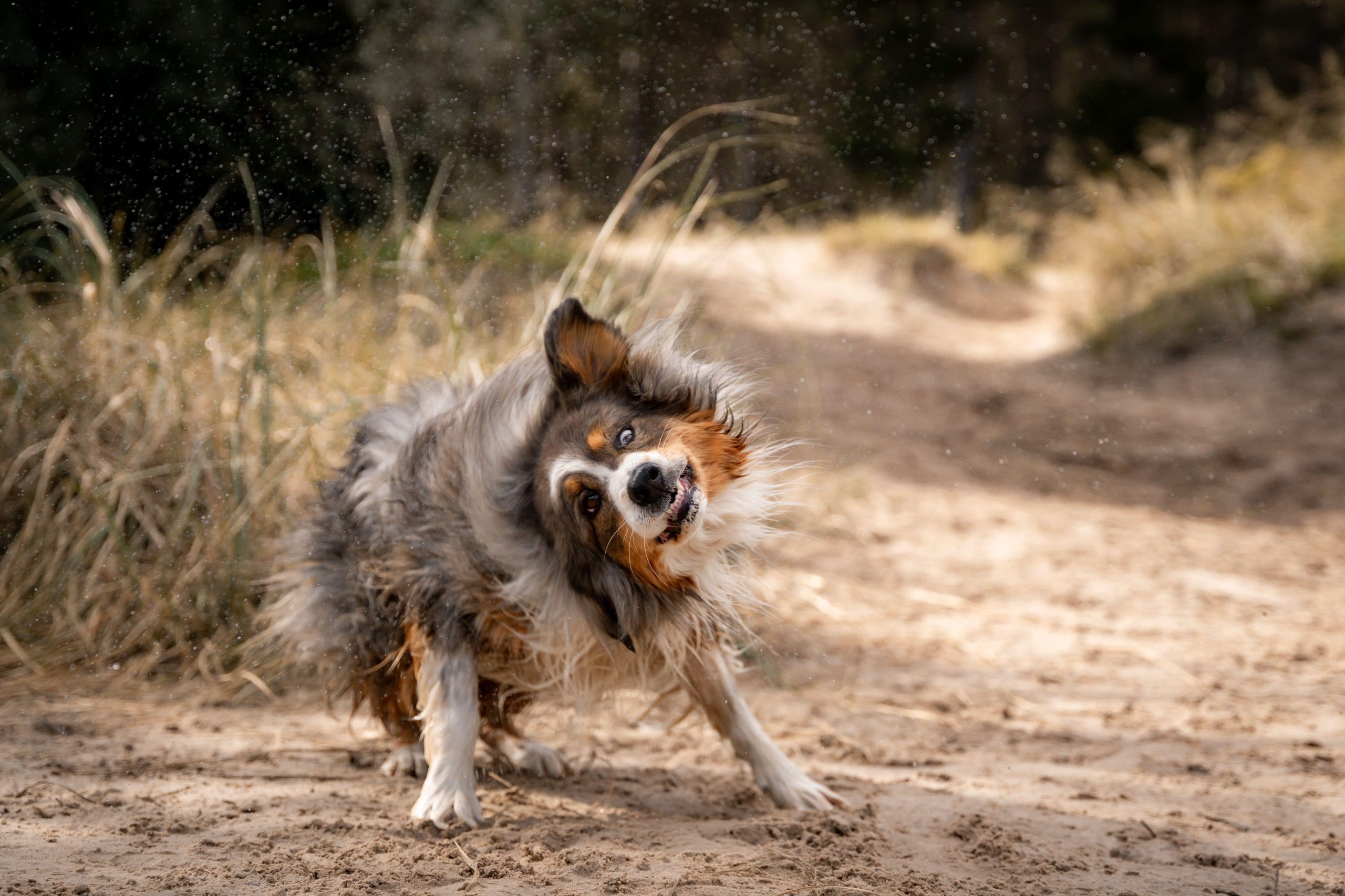 playful-dog-shaking-off-water-on-a-sandy-path-2024-10-01-00-58-44-utc-min