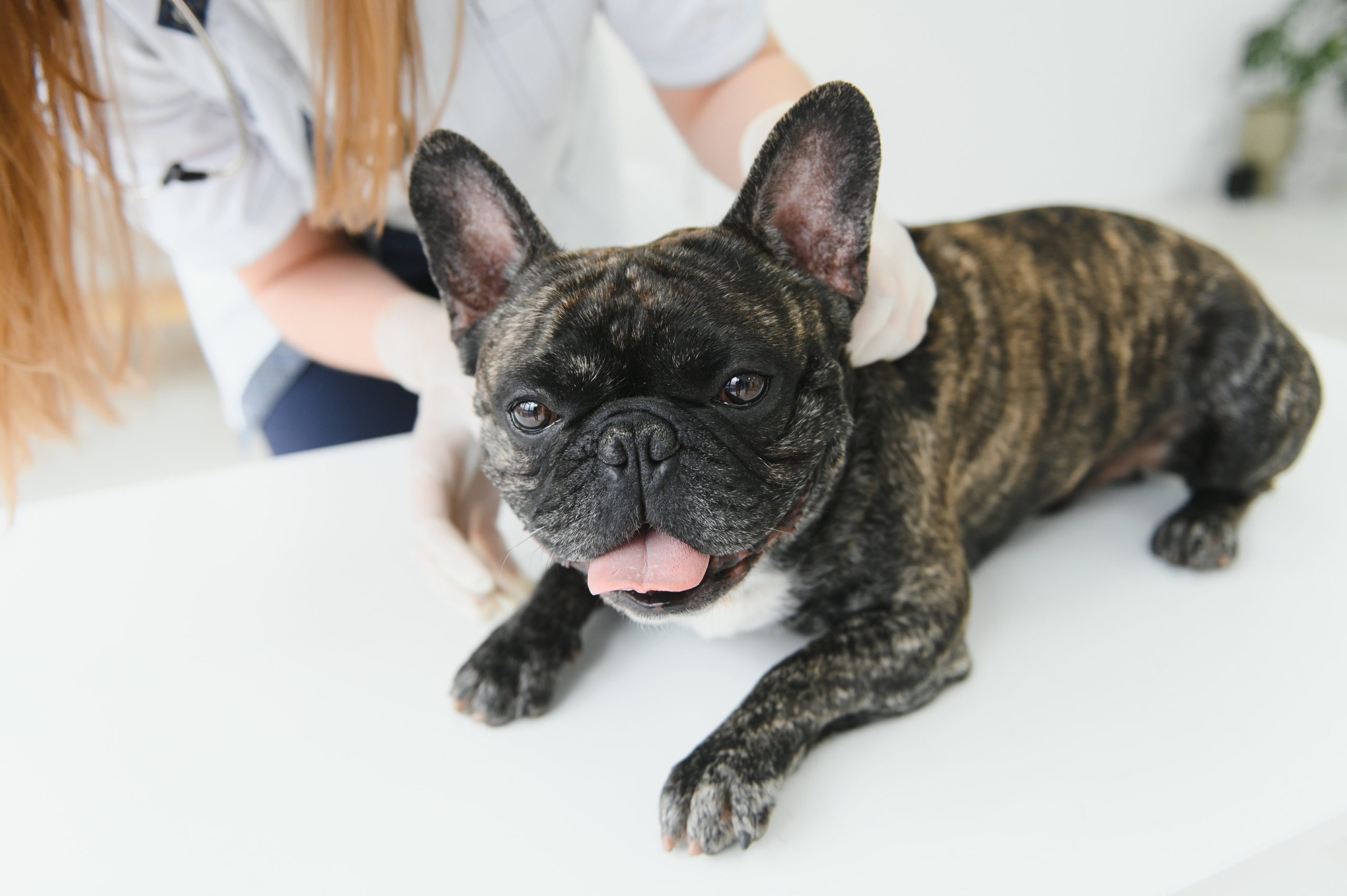 portrait-of-a-french-bulldog-veterinary-medicine-2023-12-01-17-59-07-utc-min