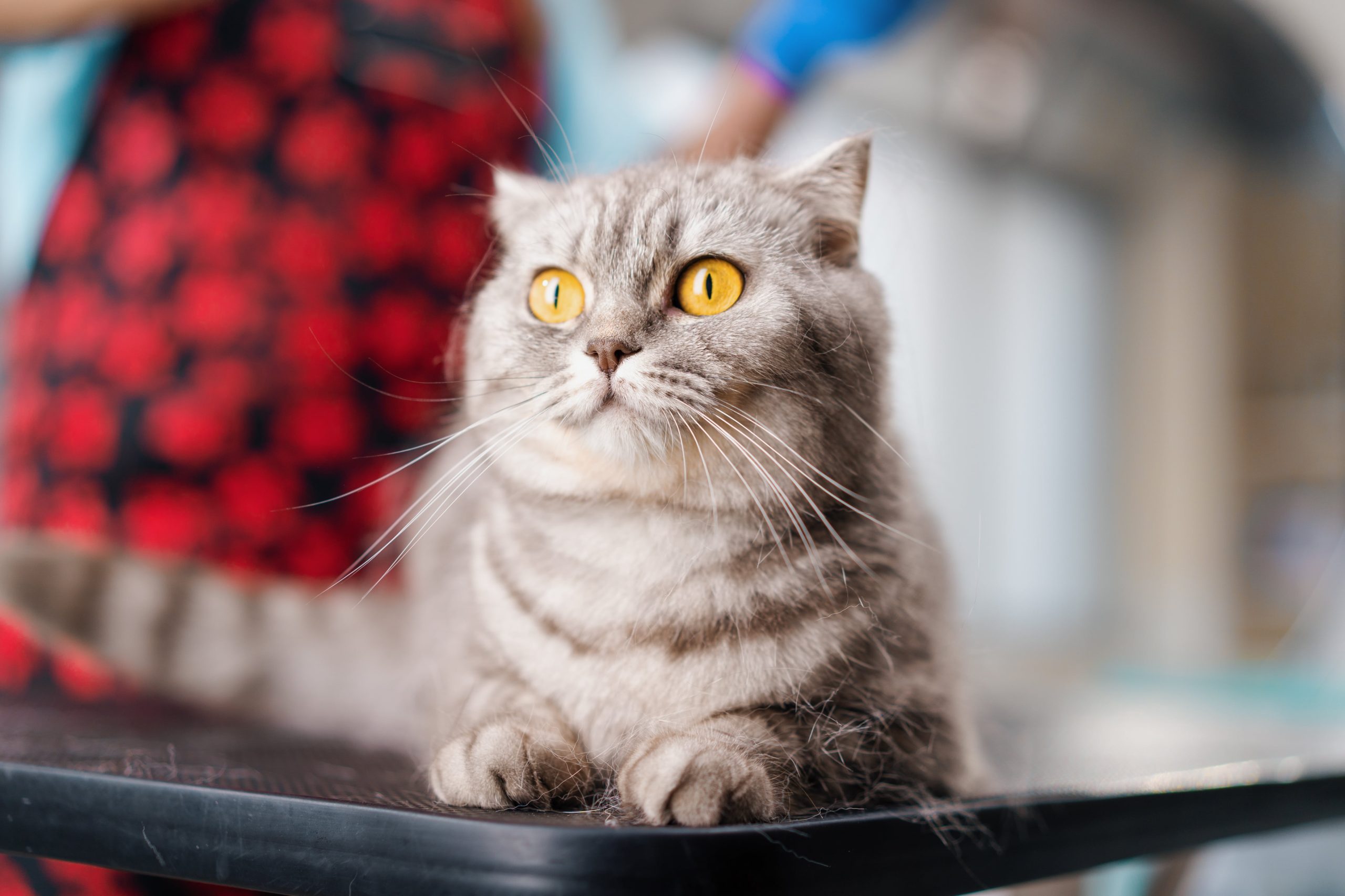 portrait-of-a-small-cute-fluffy-gray-cat-with-big-2023-12-21-05-21-39-utc-min