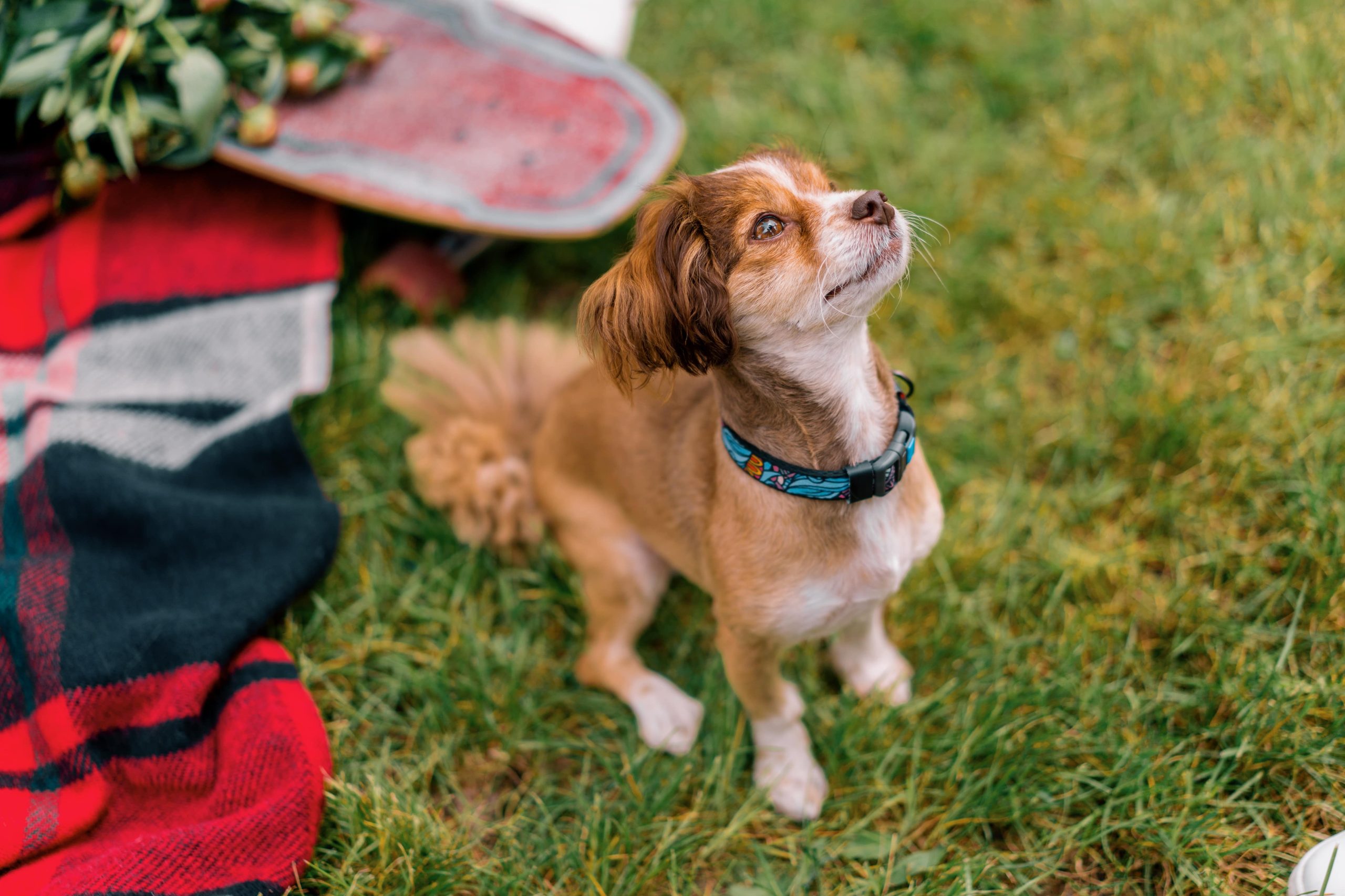 portrait-of-a-small-funny-cute-dog-in-a-collar-on-2023-12-21-14-05-07-utc-min