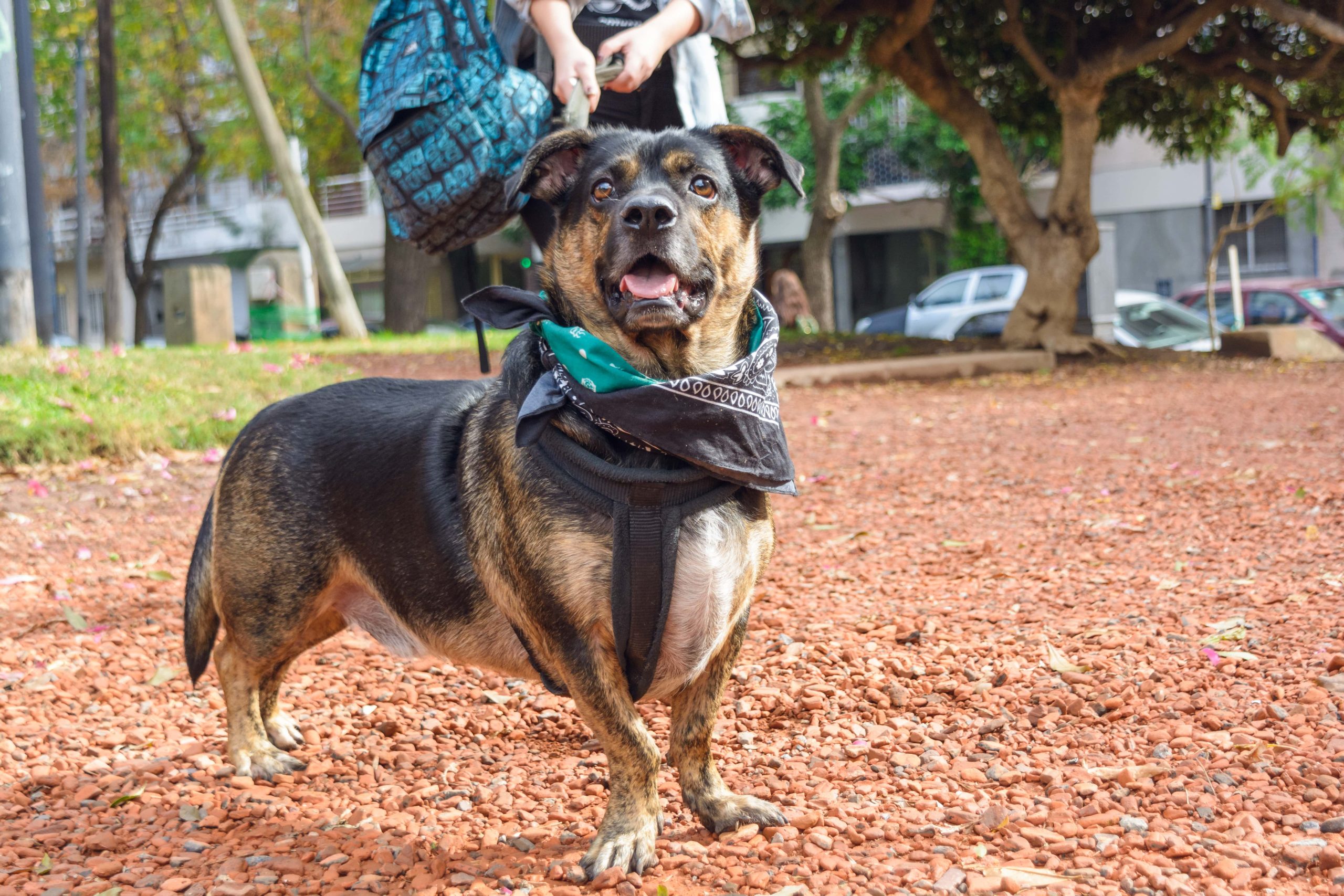 portrait-of-beautiful-young-mongrel-dog-standing-i-2023-11-27-04-53-08-utc-min