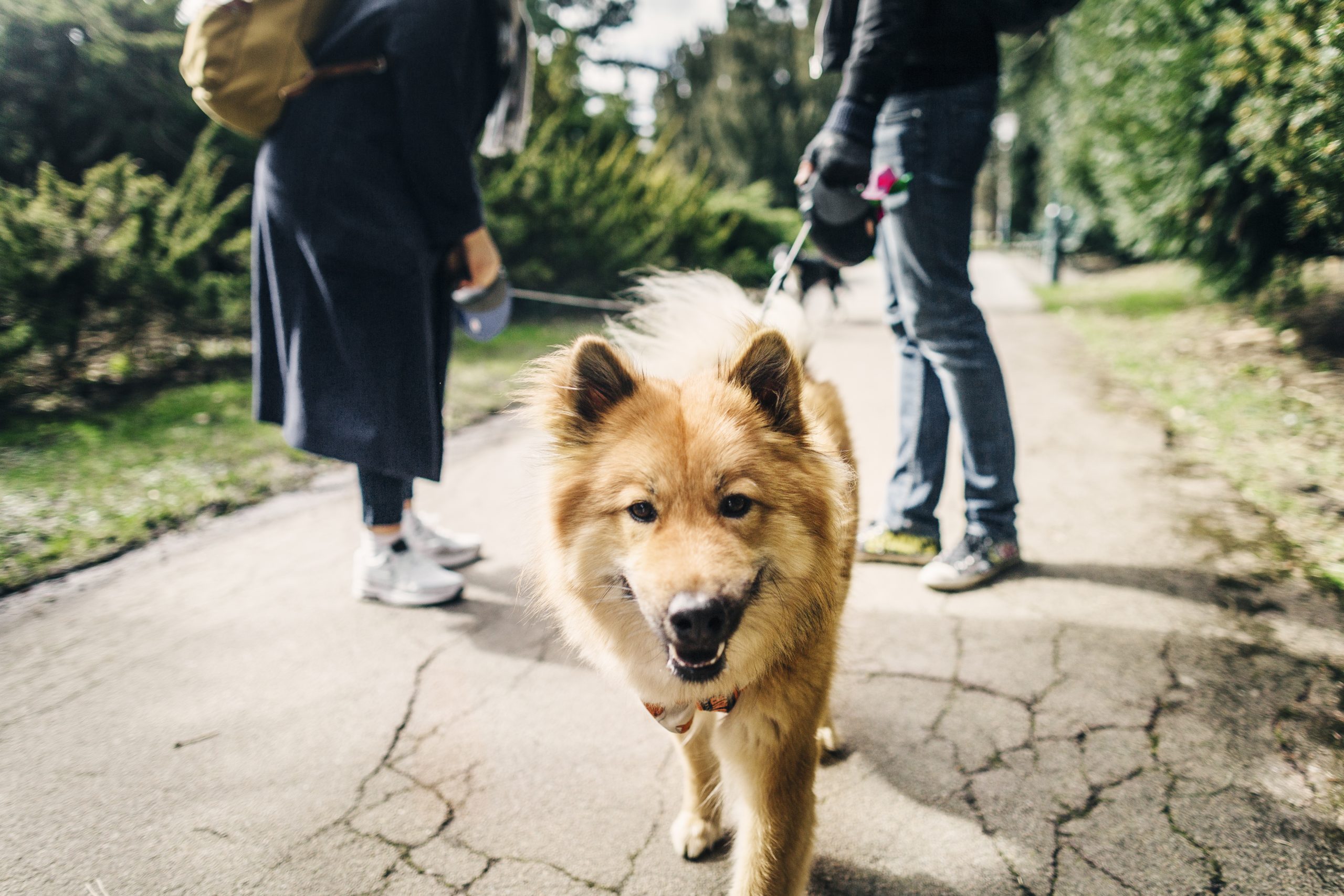 Portrait of Eurasier with young couple standing on footpath at park