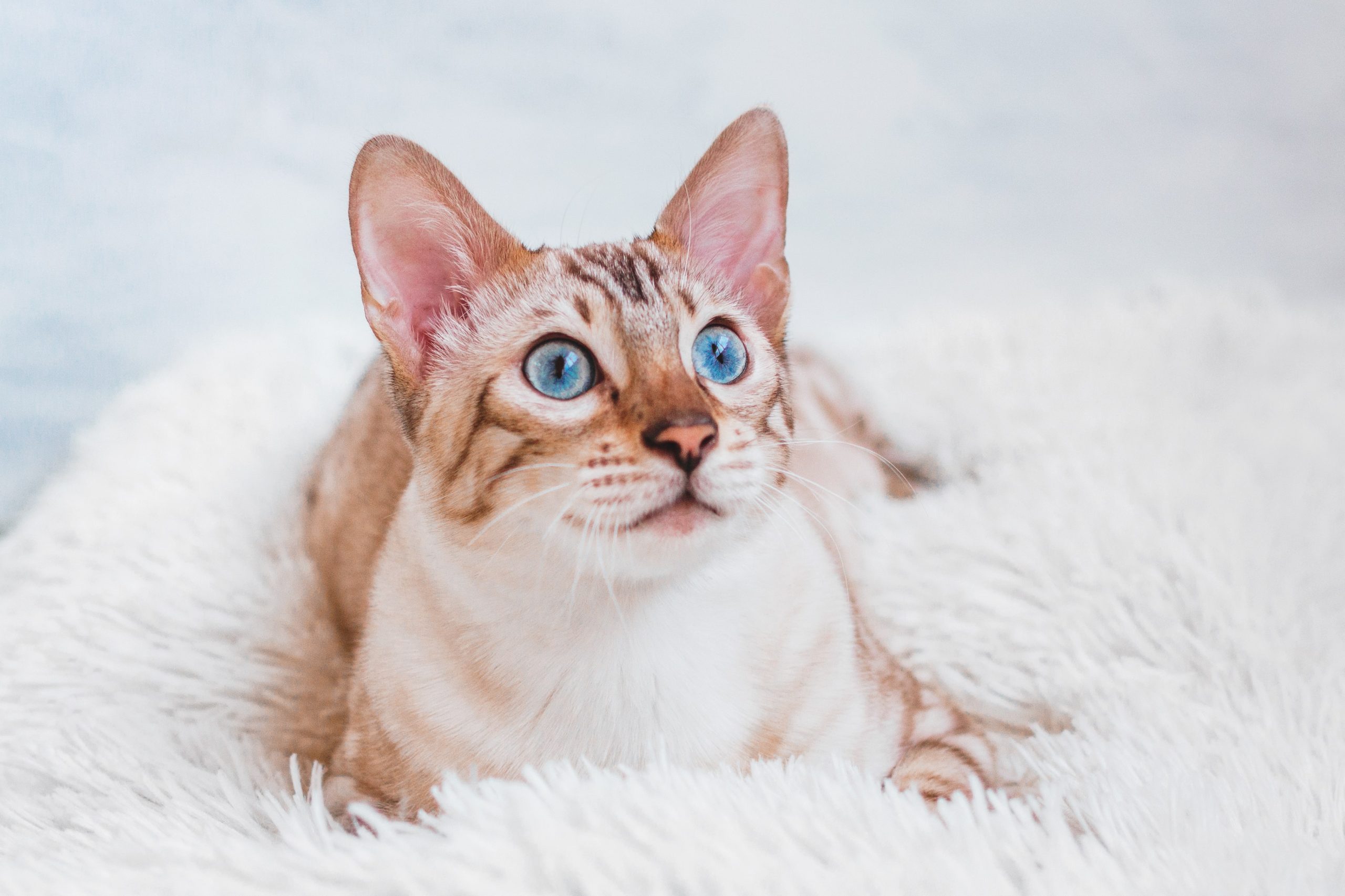 portrait-of-young-bengal-cat-with-beautiful-blue-2023-11-27-05-25-12-utc-min