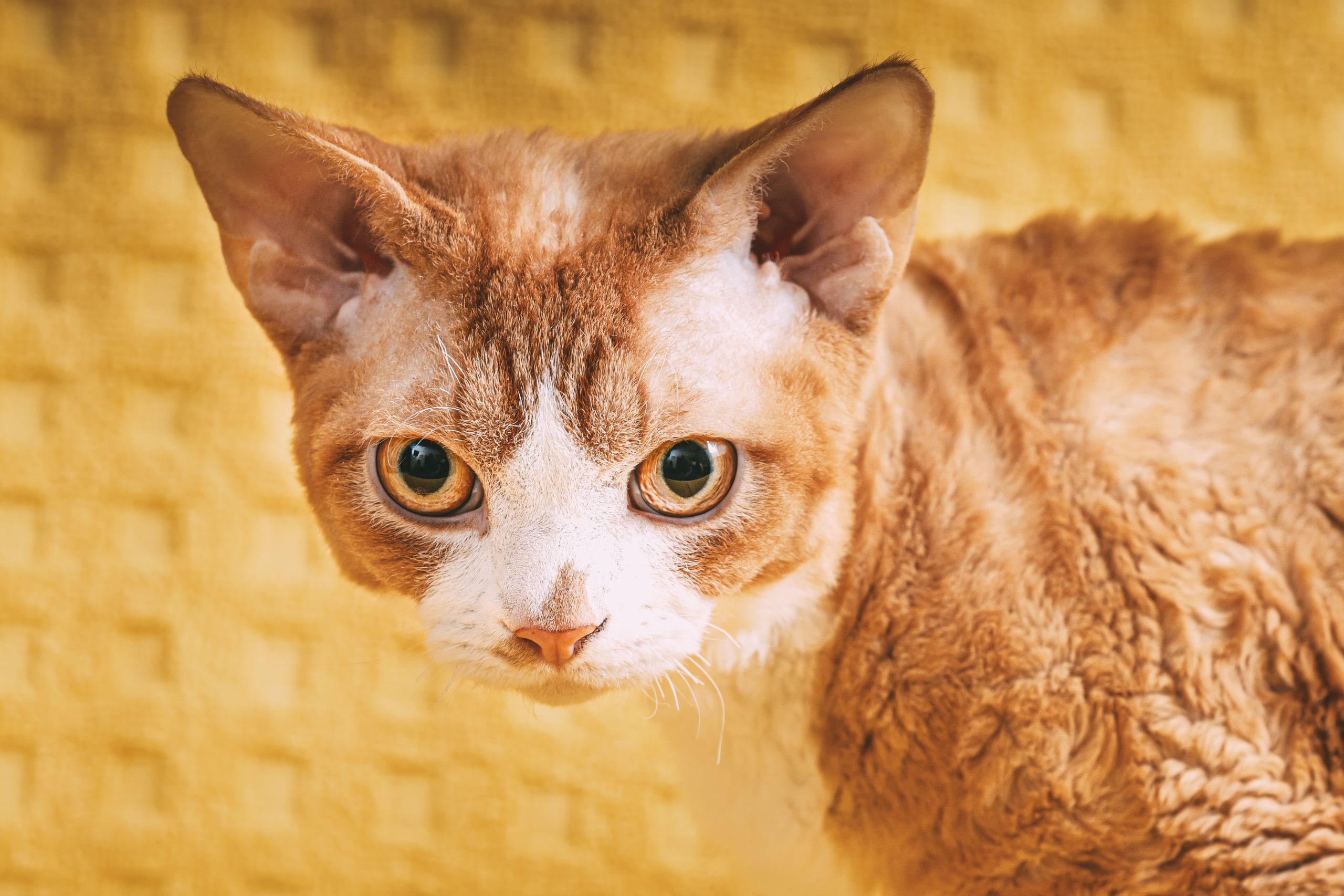 red-ginger-devon-rex-cat-short-haired-cat-of-engl-2023-11-27-04-54-53-utc-min