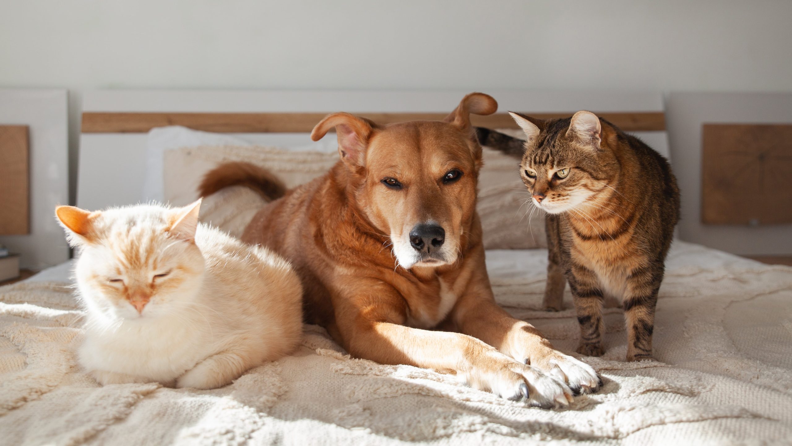 red-mixed-breed-dog-tabby-and-pale-cats-together-o-2023-11-27-04-52-07-utc-min