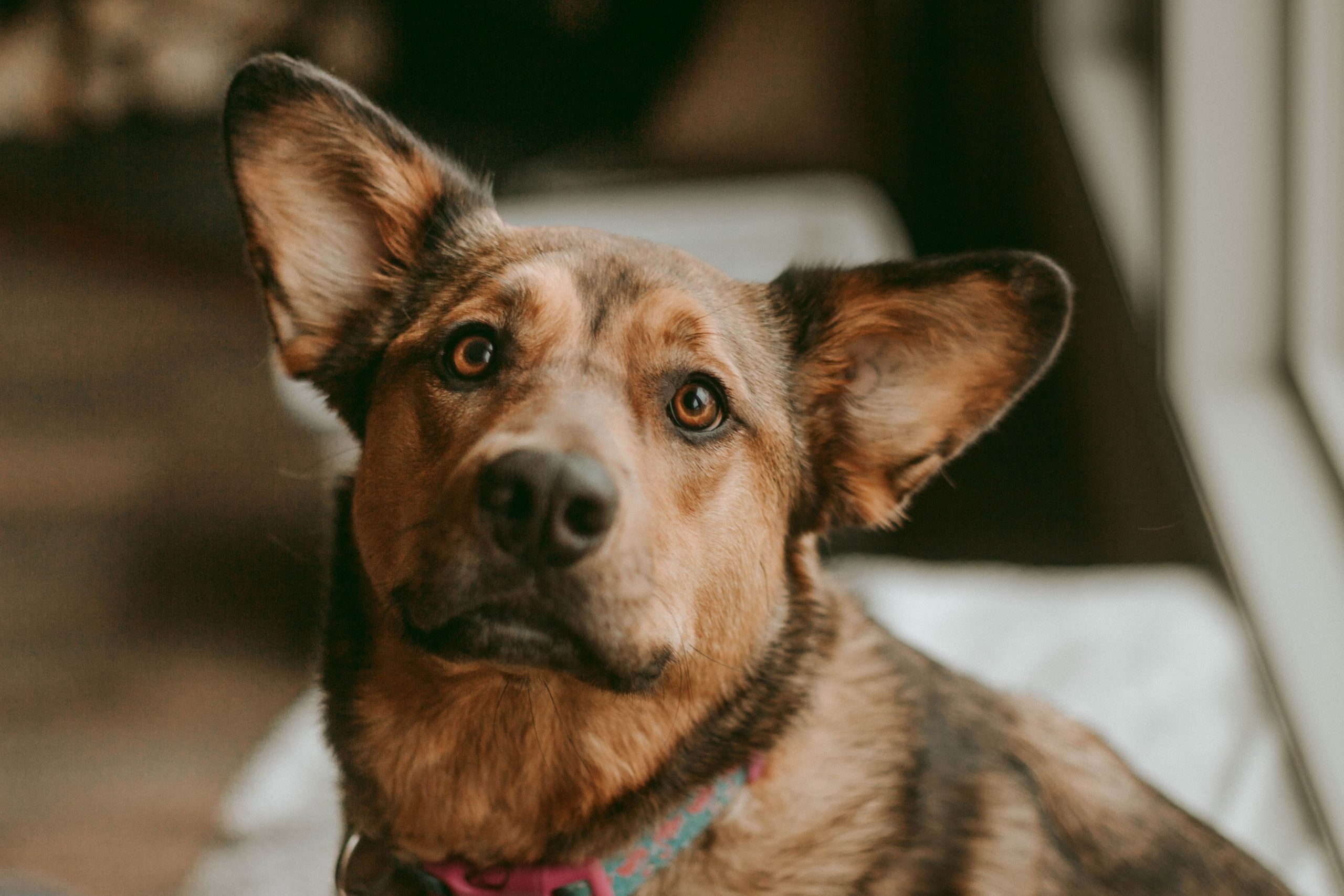 rescue-dog-looking-at-camera-2023-11-27-05-09-58-utc-min