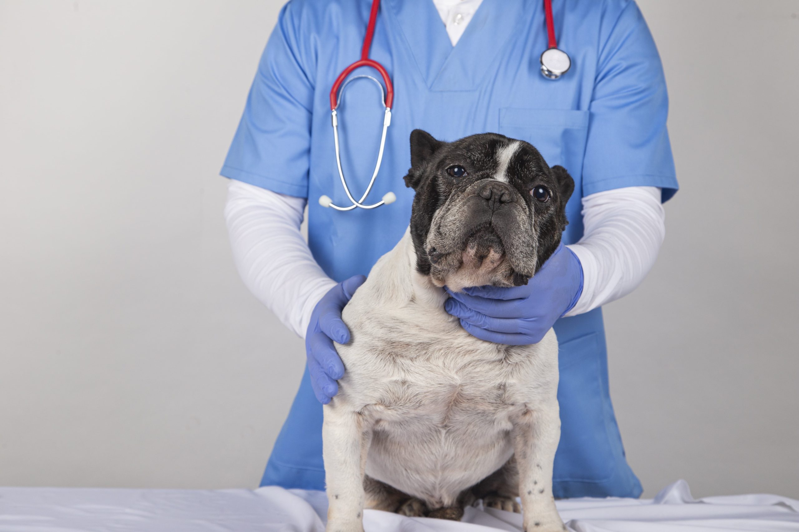 scared-dog-at-the-veterinary-surgery-2023-11-27-05-19-41-utc-min