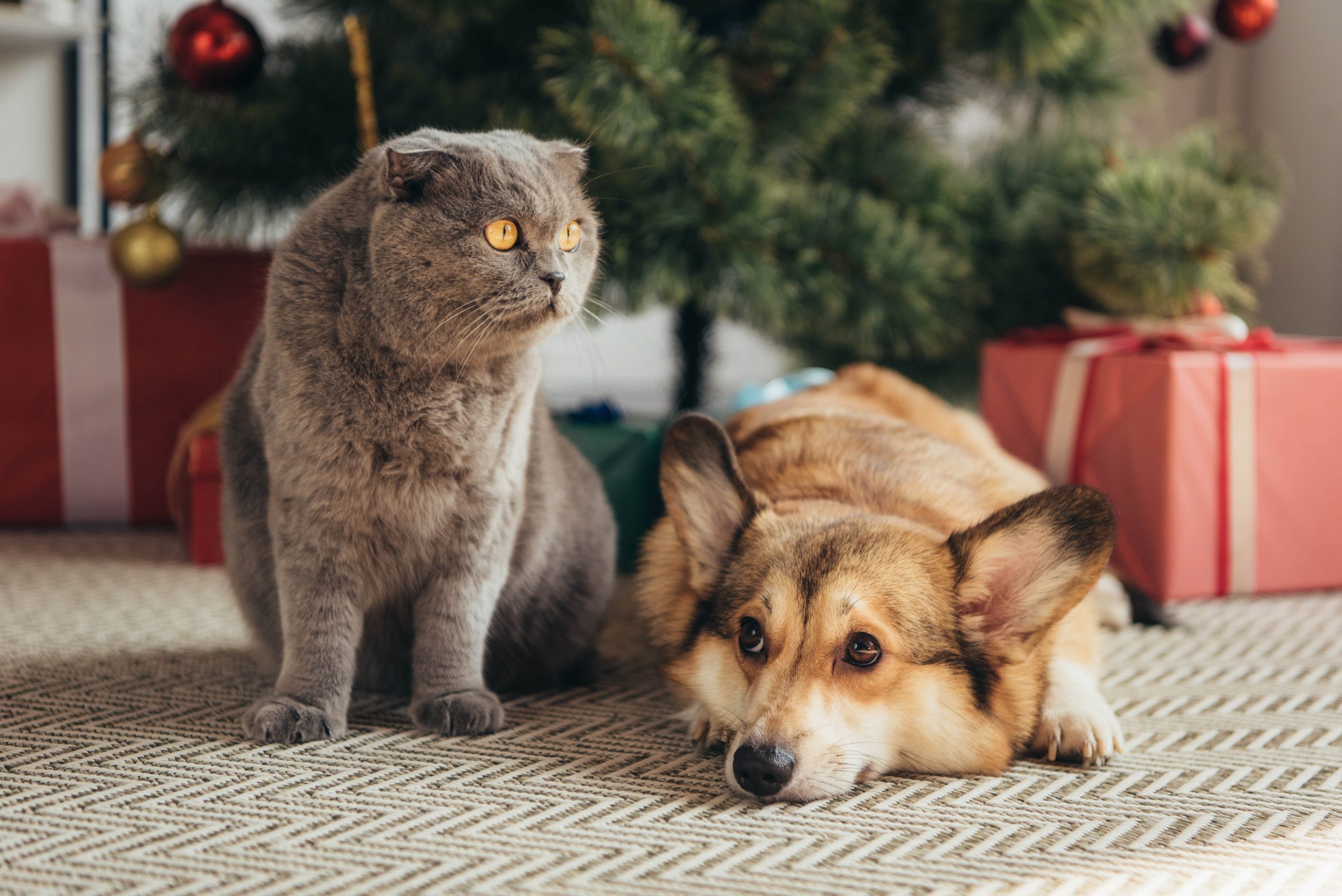 scottish-fold-cat-and-welsh-corgi-dog-under-christ-2024-11-01-06-40-06-utc-min