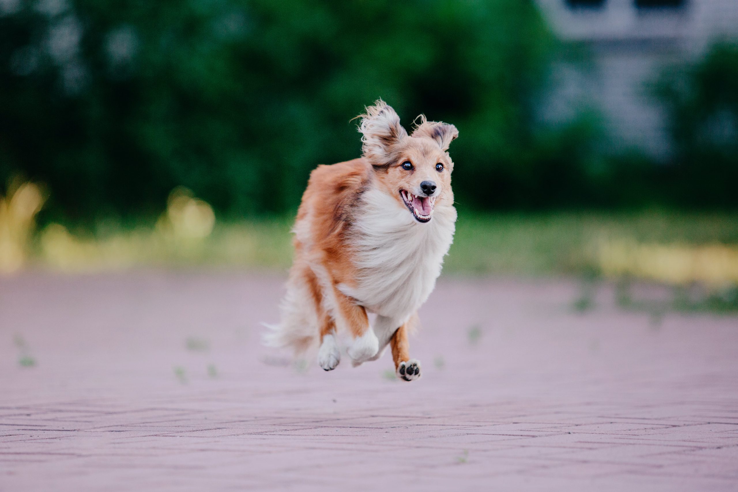 sheltie-dog-on-a-walk-serene-canine-in-nature-2023-11-27-05-03-35-utc-min