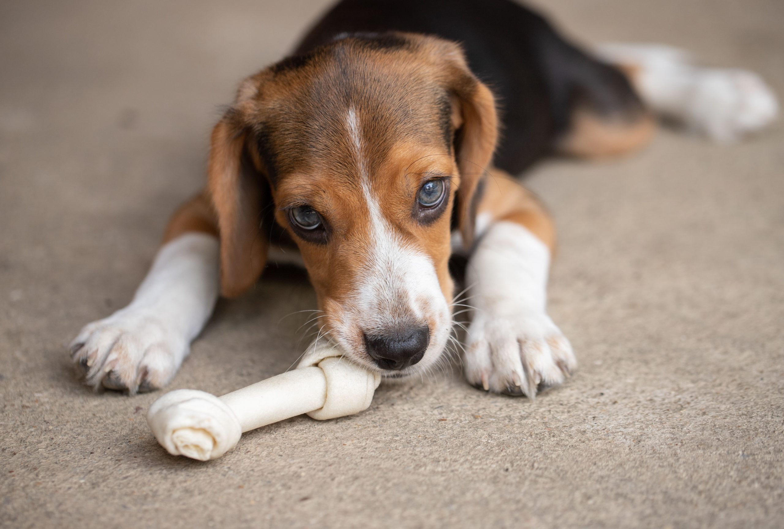 small-cute-beagle-puppy-dog-looking-up-2023-11-27-05-28-27-utc-min