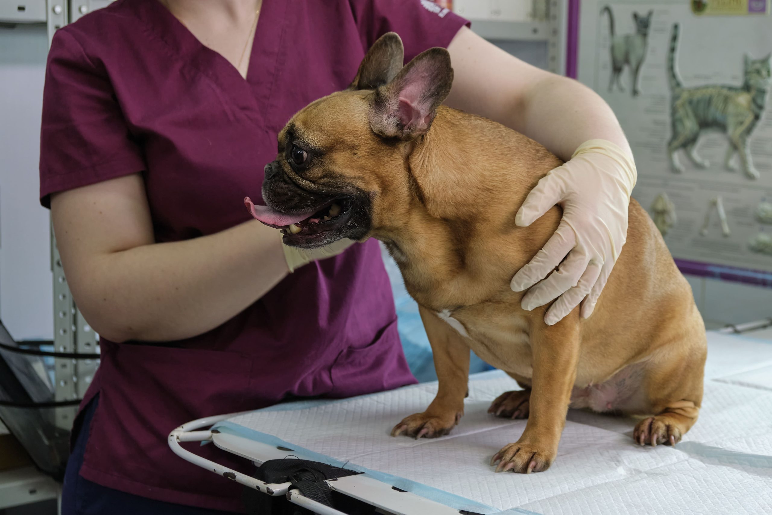 small-dog-at-the-reception-at-the-veterinarian-im-2023-11-27-05-00-03-utc-min