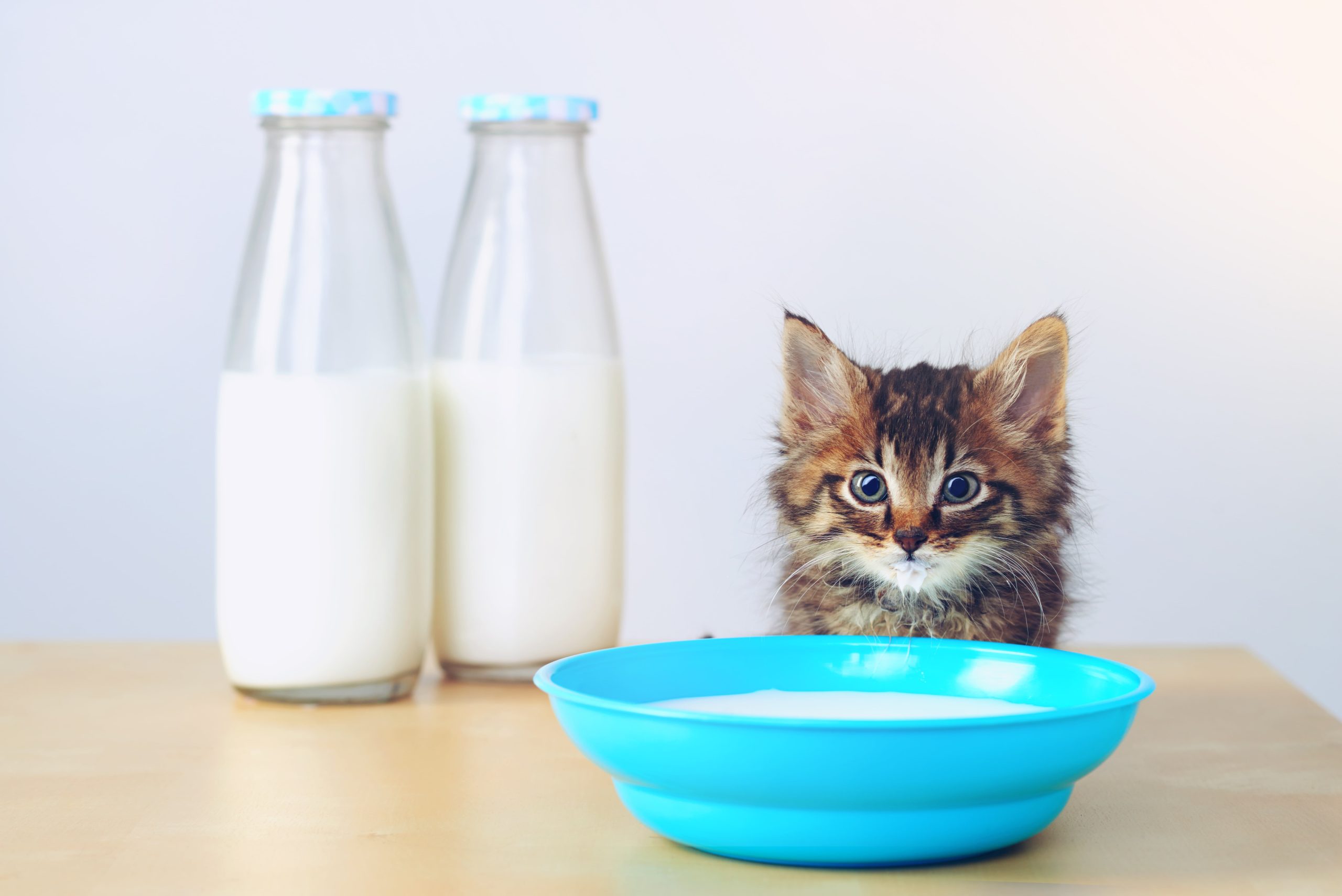 studio-shot-of-an-adorable-tabby-kitten-drinking-m-2023-11-27-05-07-19-utc-min