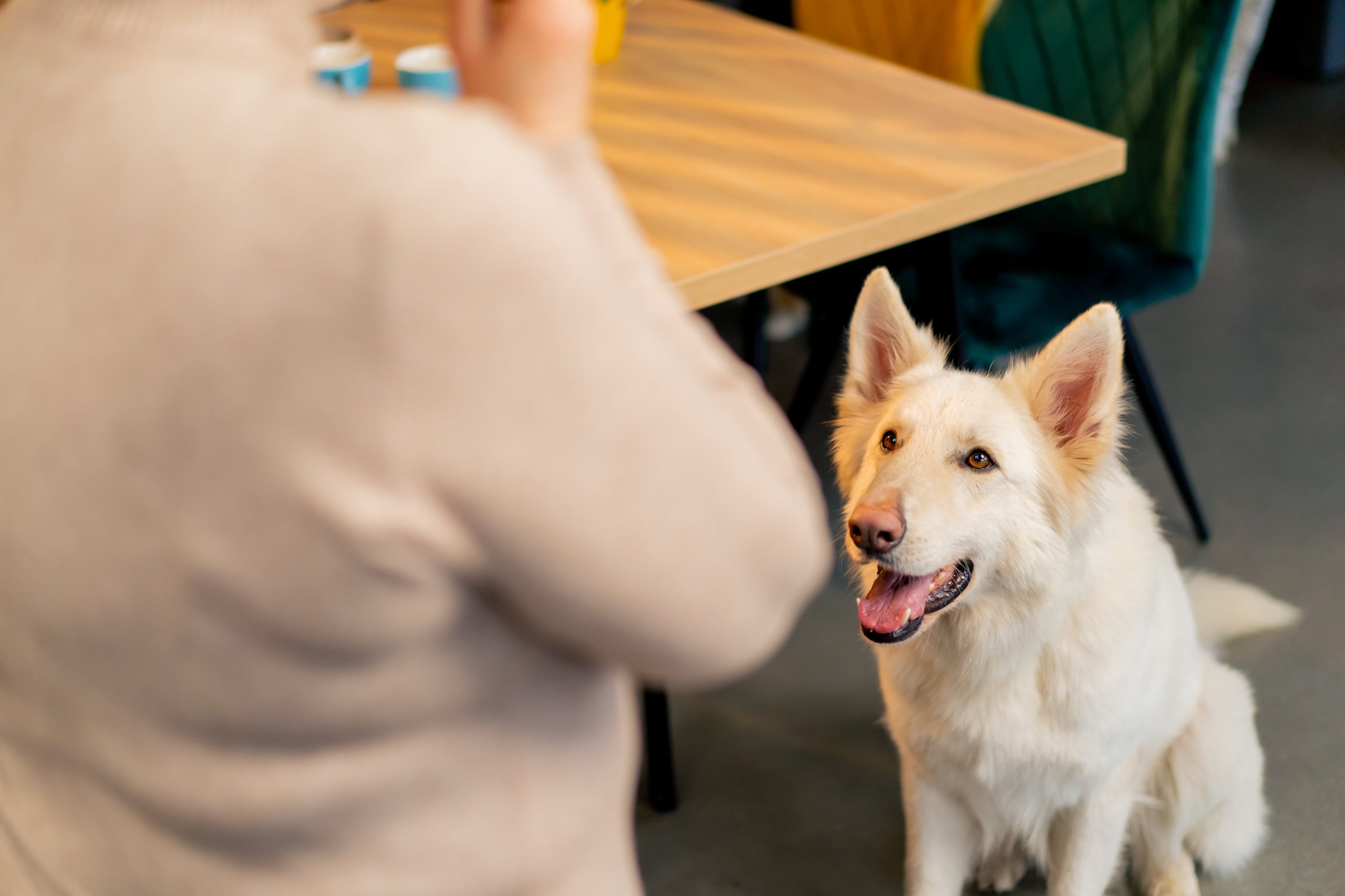 swiss-shepherd-dog-sits-on-the-floor-in-a-cafe-and-2024-02-07-20-32-00-utc-min