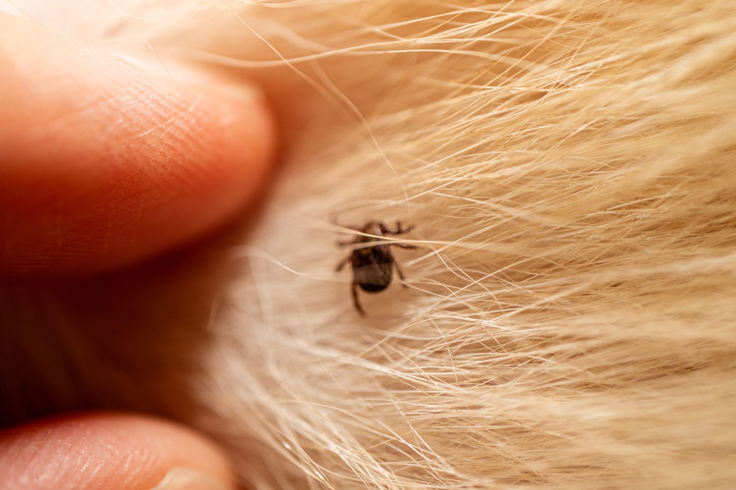 ticks-on-dog-hair-ticks-sucking-dog-blood-danger-2023-11-27-04-59-14-utc-min