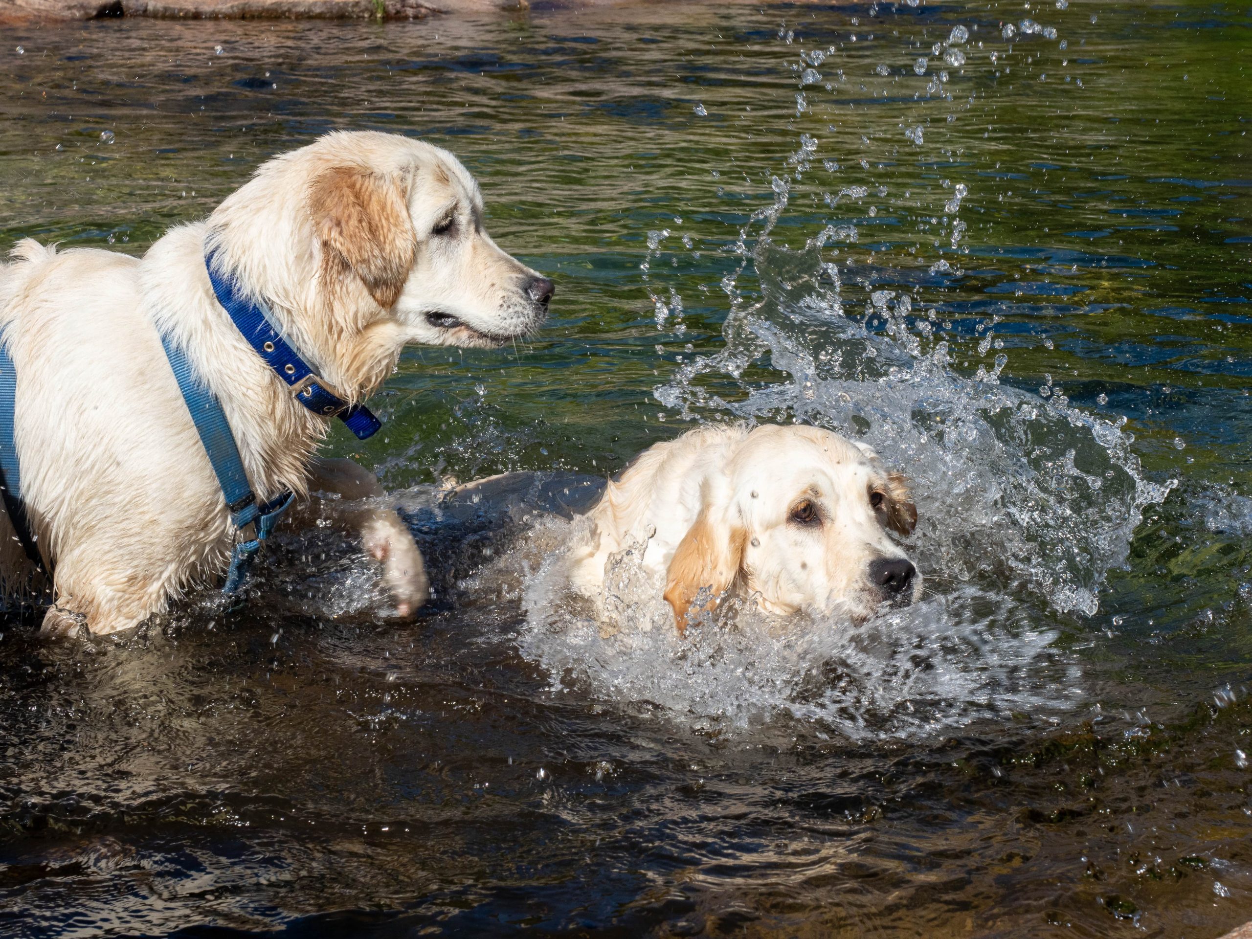 two-dogs-playing-in-a-lake-2023-11-27-05-08-48-utc-min