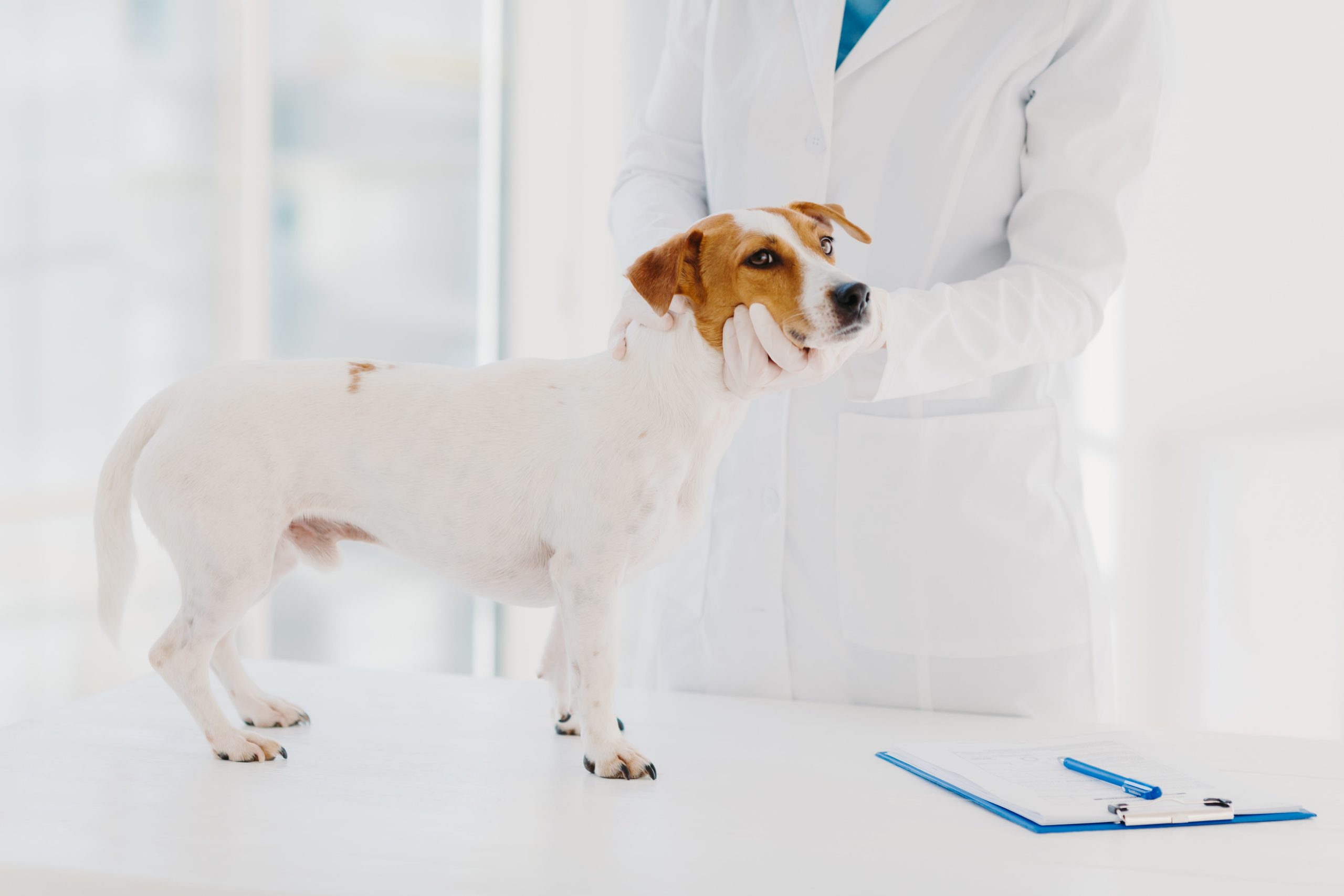 unknown-vet-in-white-gown-and-gloves-examines-dog-2023-11-27-05-28-35-utc-min