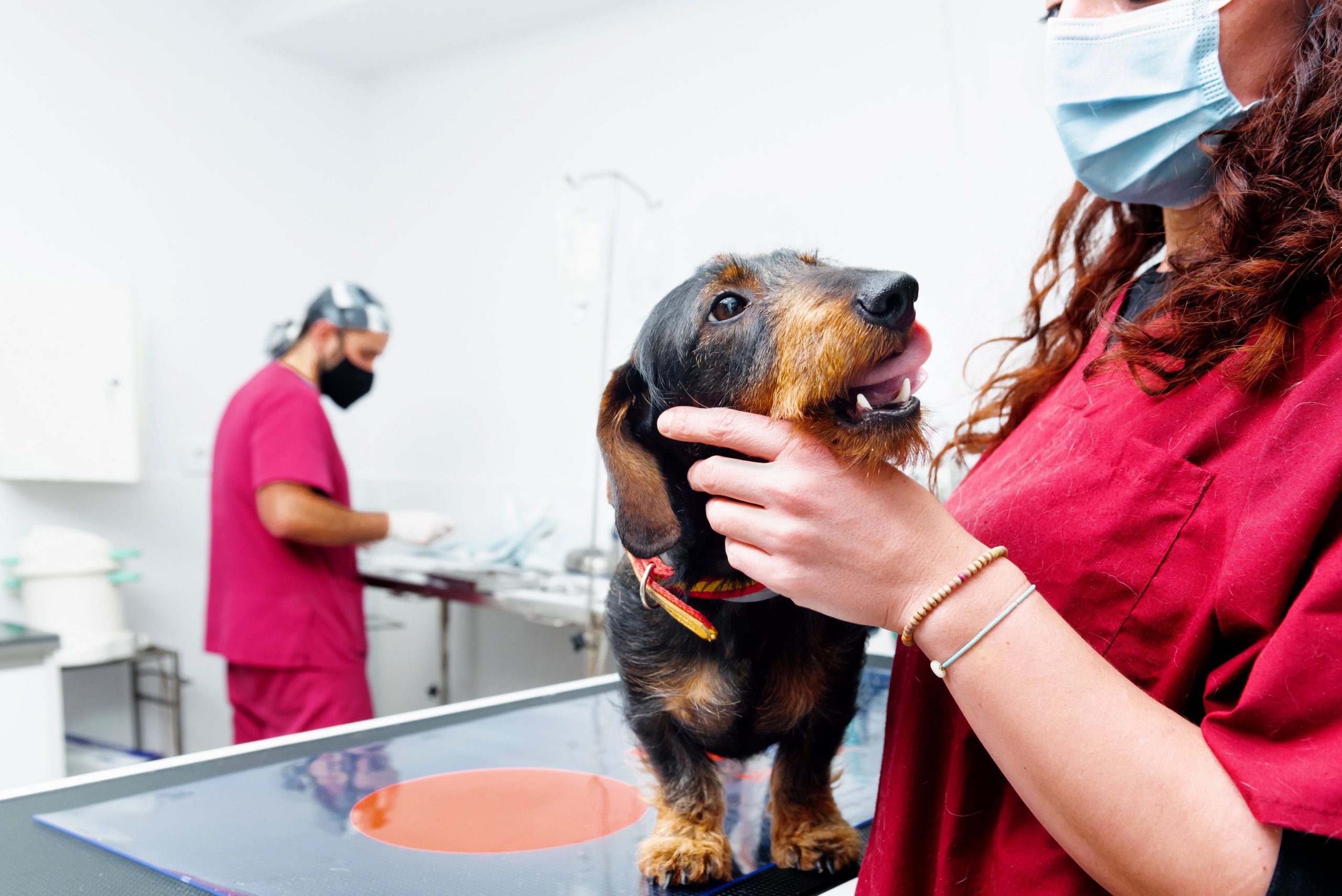 unrecognizable-female-veterinary-doctor-2023-11-27-05-32-01-utc-min