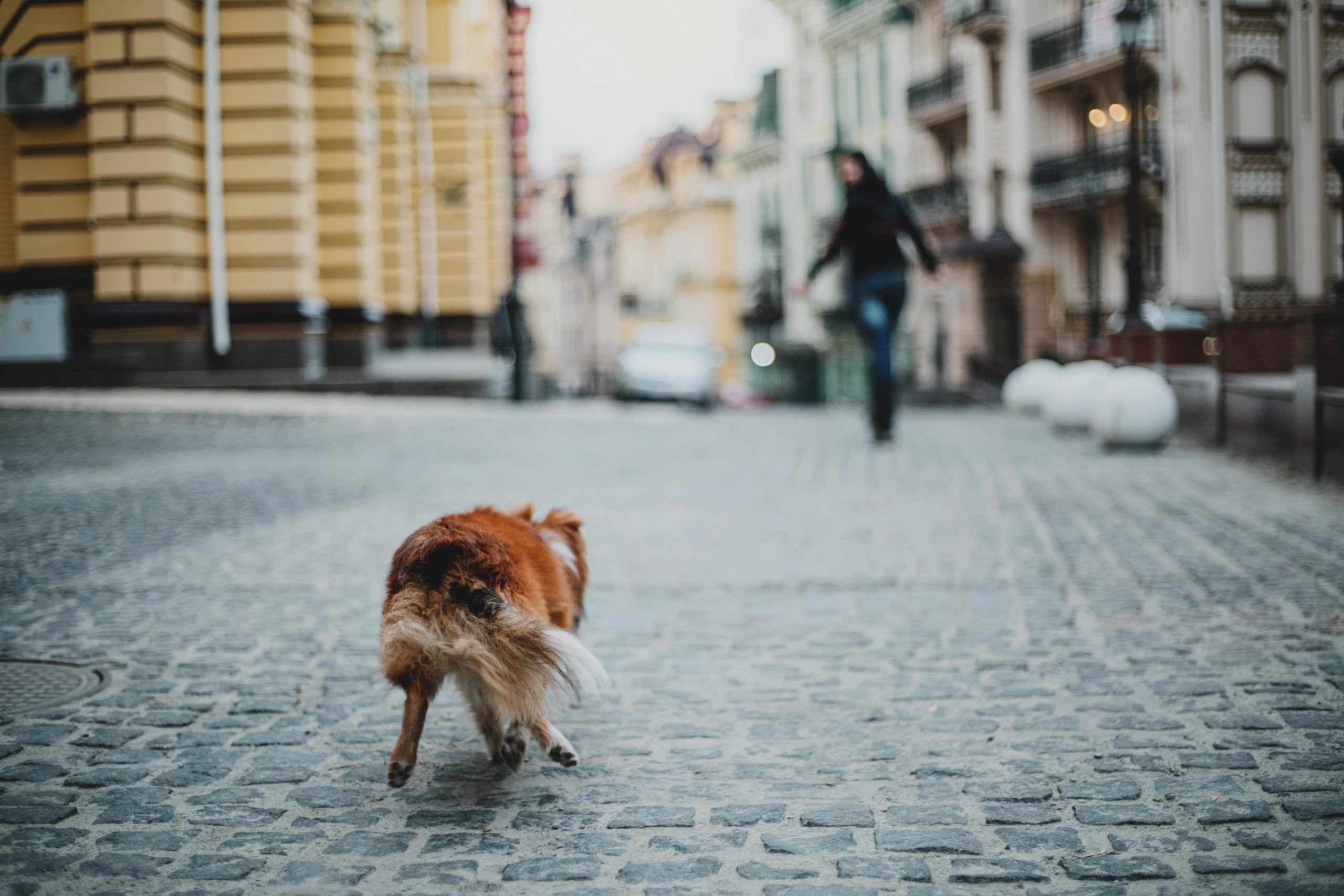 urban-stroll-with-sheltie-city-adventures-with-a-2023-11-27-05-30-42-utc-min