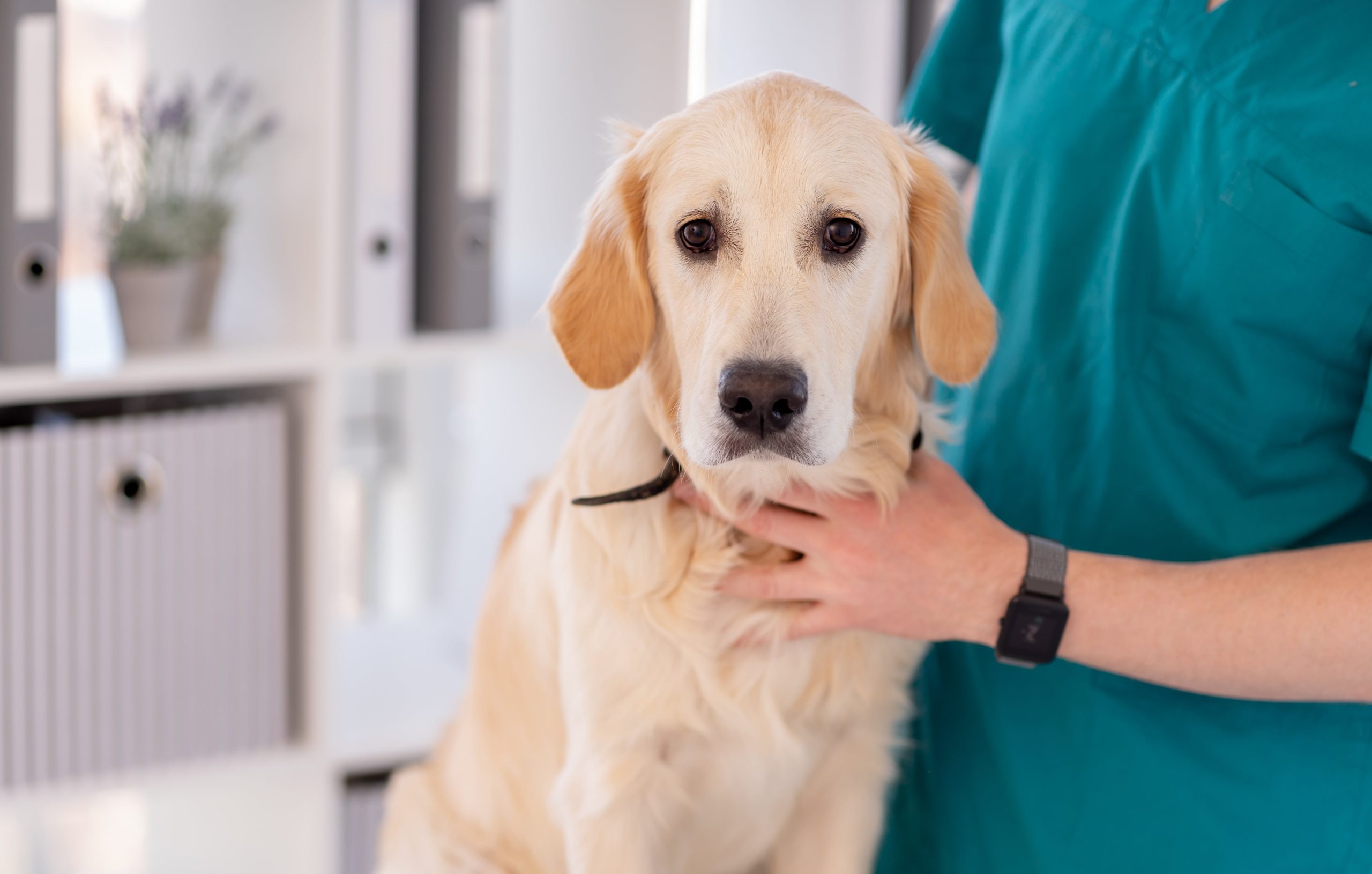 vet-checking-teeth-of-dog-2023-11-27-04-51-00-utc-min