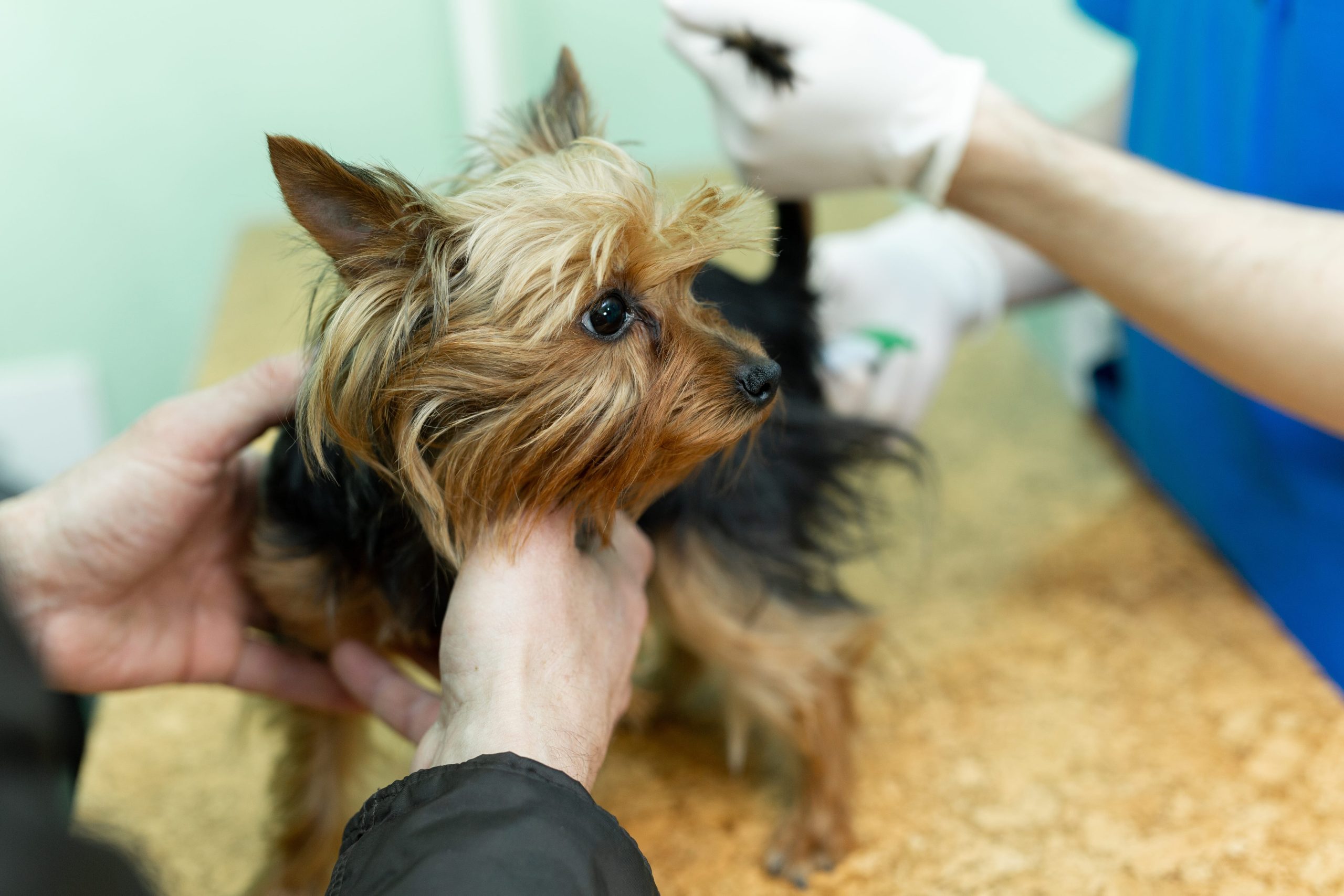 veterinarian-doctor-making-check-up-of-a-little-do-2024-08-08-07-46-28-utc-min