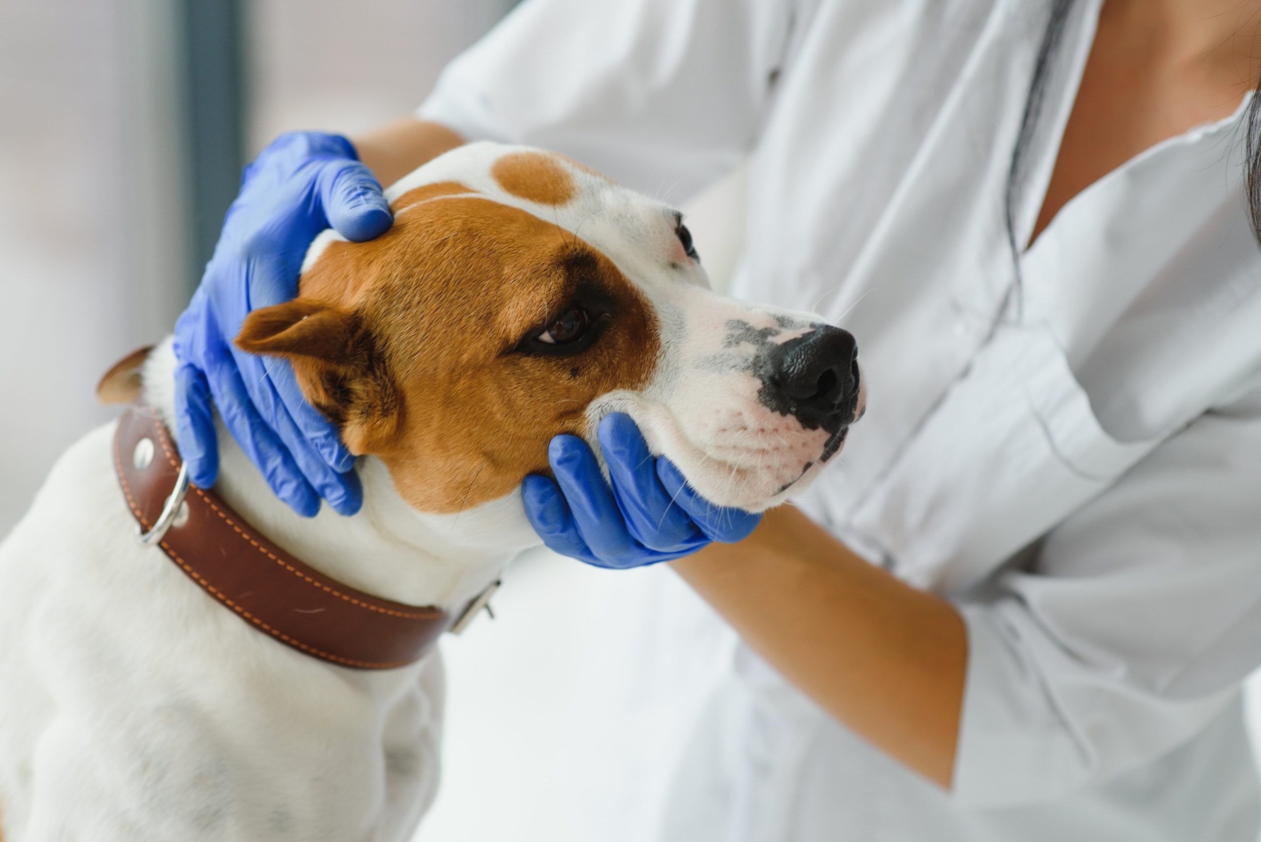 veterinarian-examines-a-dog-s-teeth-in-vet-clinic-2023-12-29-20-10-38-utc-min